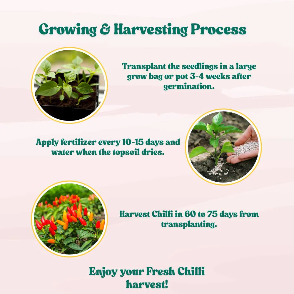 Chilli Hot Pepper Skyward Seeds - (50 Seeds) High Yield | High Germination | Best for Home Gardens (मिर्च के बीज) - Image 6