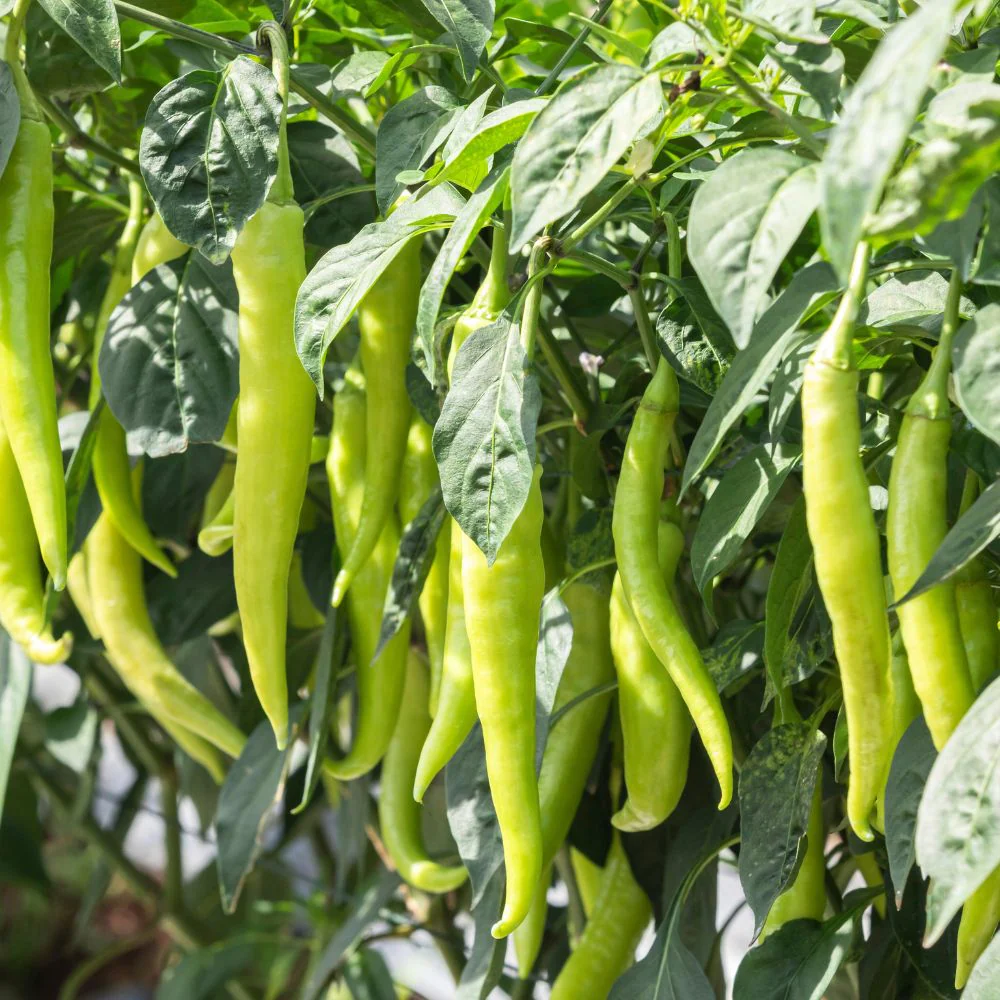 Chilli Light Green (Medium Spicy) Seeds - (50 Seeds) High Yield | High Germination | Best for Home Gardens (मिर्च के बीज) - Image 2