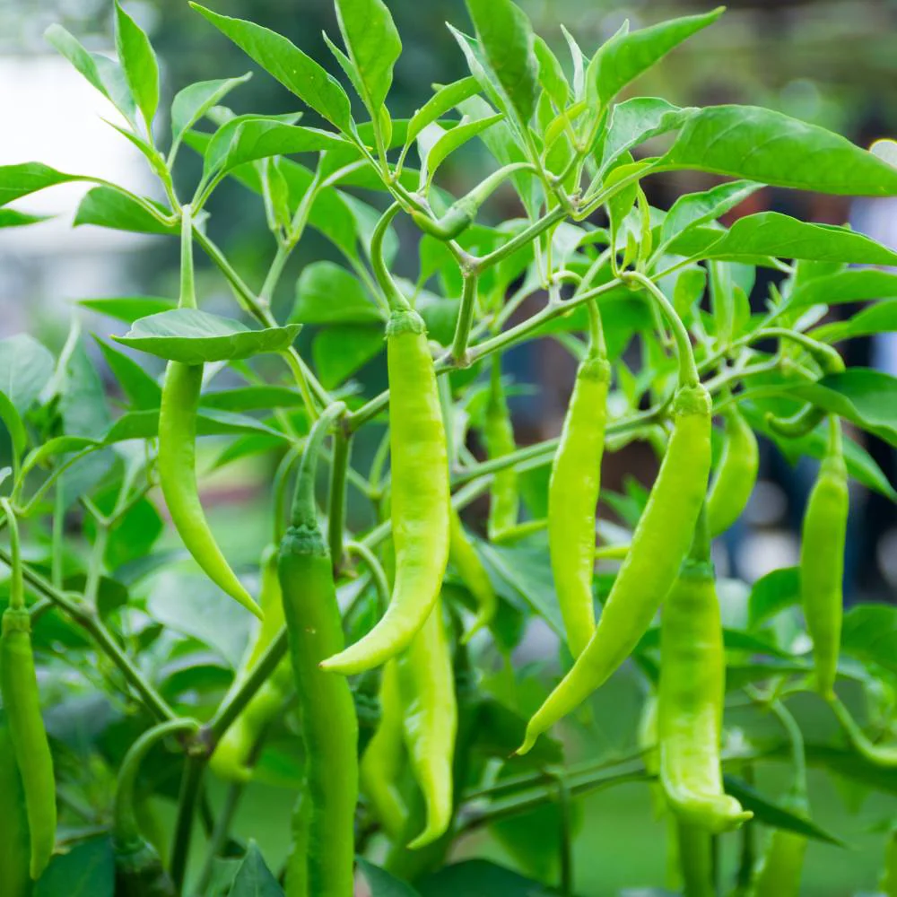 Chilli Parrot Green (High Spicy) Seeds - (50 Seeds) High Yield | High Germination | Best for Home Gardens (मिर्च के बीज) - Image 2