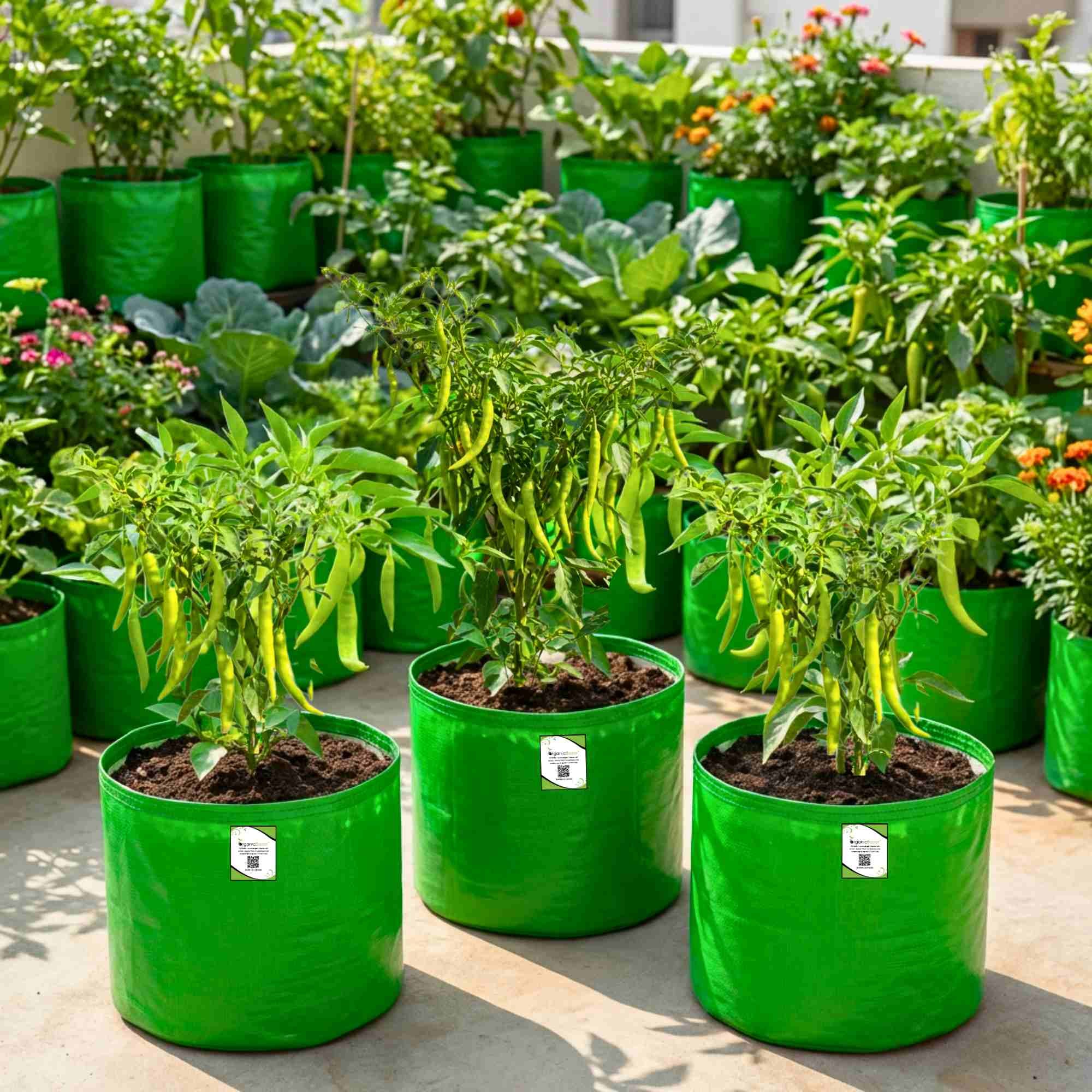 Chilli Jwala (Hari Mirch) Seeds - (50 Seeds) High Yield | High Germination | Best for Home Gardens (मिर्च के बीज) (हरी मिर्च के बीज) - Image 3