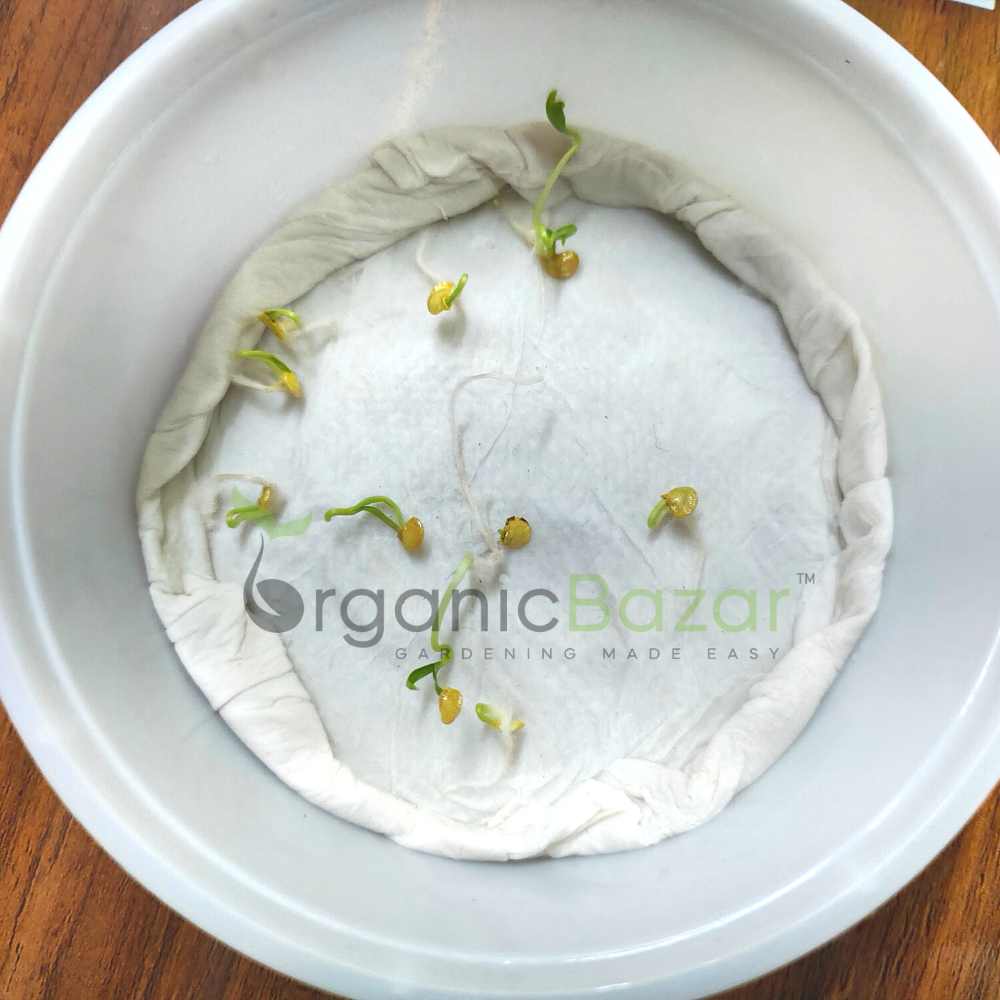 Chilli Yellowish Light Green (Thick wall fruits) F1 Hybrid Seeds - 10 Seeds (Mirch/ मिर्च के बीज) - Image 3