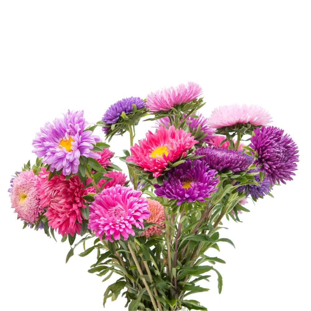China Aster Mixed Flower Seeds (100 Seeds) High Germination/Easy To grow/ Perfect for pots, balconies, or Terrace gardens - Image 2