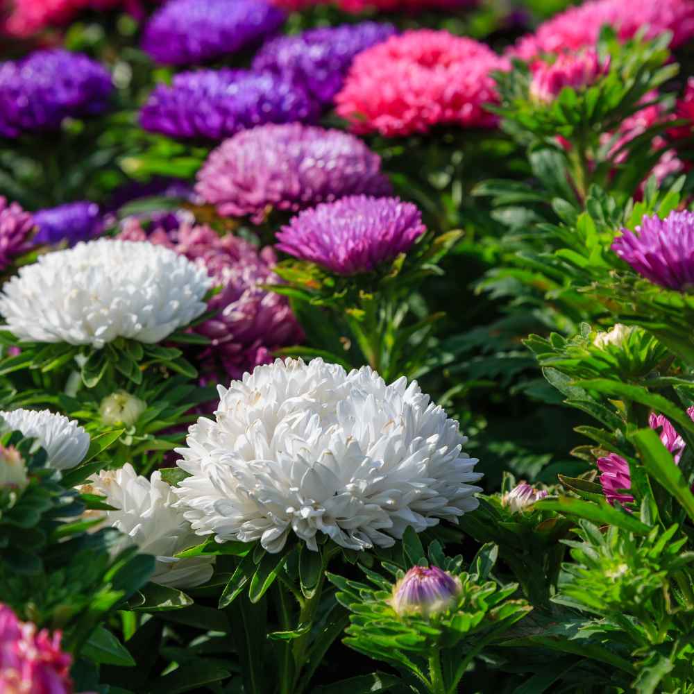 China Aster Mixed Flower Seeds (100 Seeds) High Germination/Easy To grow/ Perfect for pots, balconies, or Terrace gardens - Image 3