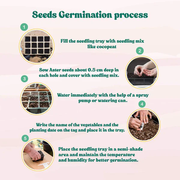 China Aster White Seeds (100 Seeds) High Germination/ Easy To grow/ Perfect for pots, balconies, or Terrace gardens - Image 6