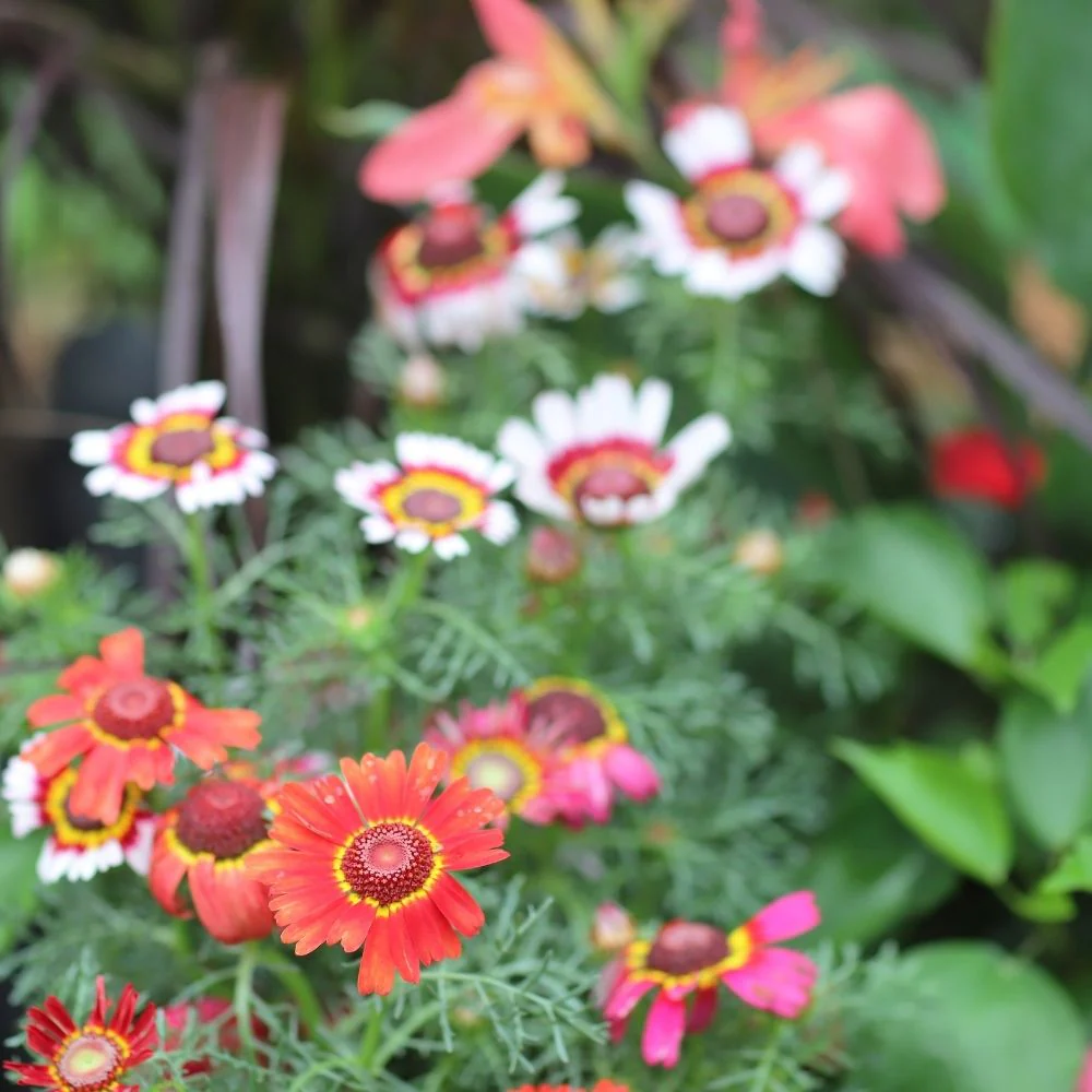Chrysanthemum Carinatum Mix Seeds - 200 Seeds (Guldaudi/ Chandra Mallika/गुलदाउदी के बीज) High Germination/ Easy To grow/ Perfect for pots, balconies, or Terrace gardens - Image 2