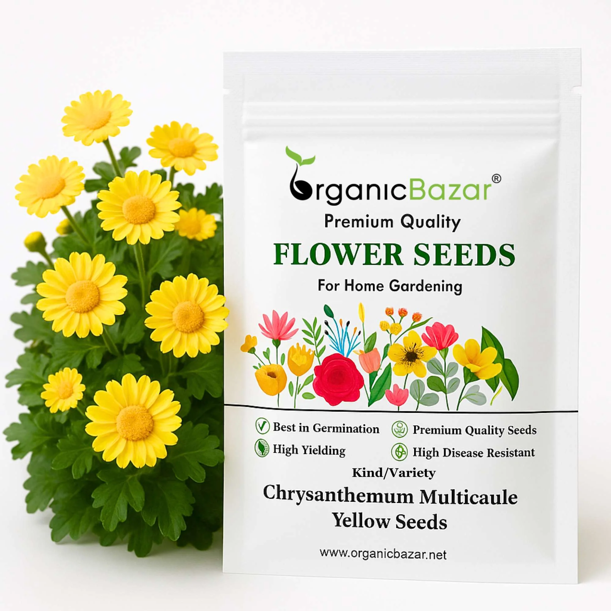 Chrysanthemum Multicaule Yellow Seeds - 200 Seeds (Guldaudi/Chandra Mallika/गुलदाउदी के बीज)