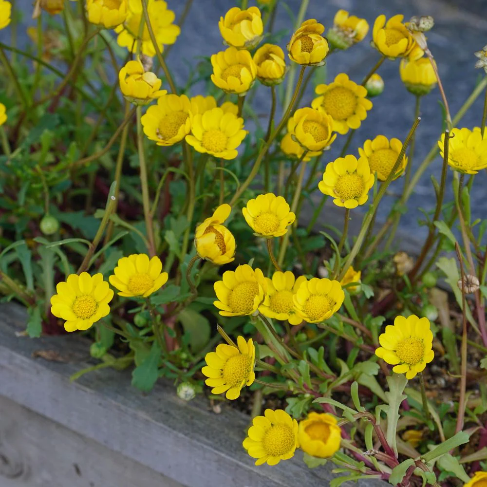 Chrysanthemum Multicaule Yellow Seeds - 200 Seeds (Guldaudi/Chandra Mallika/गुलदाउदी के बीज) - Image 3