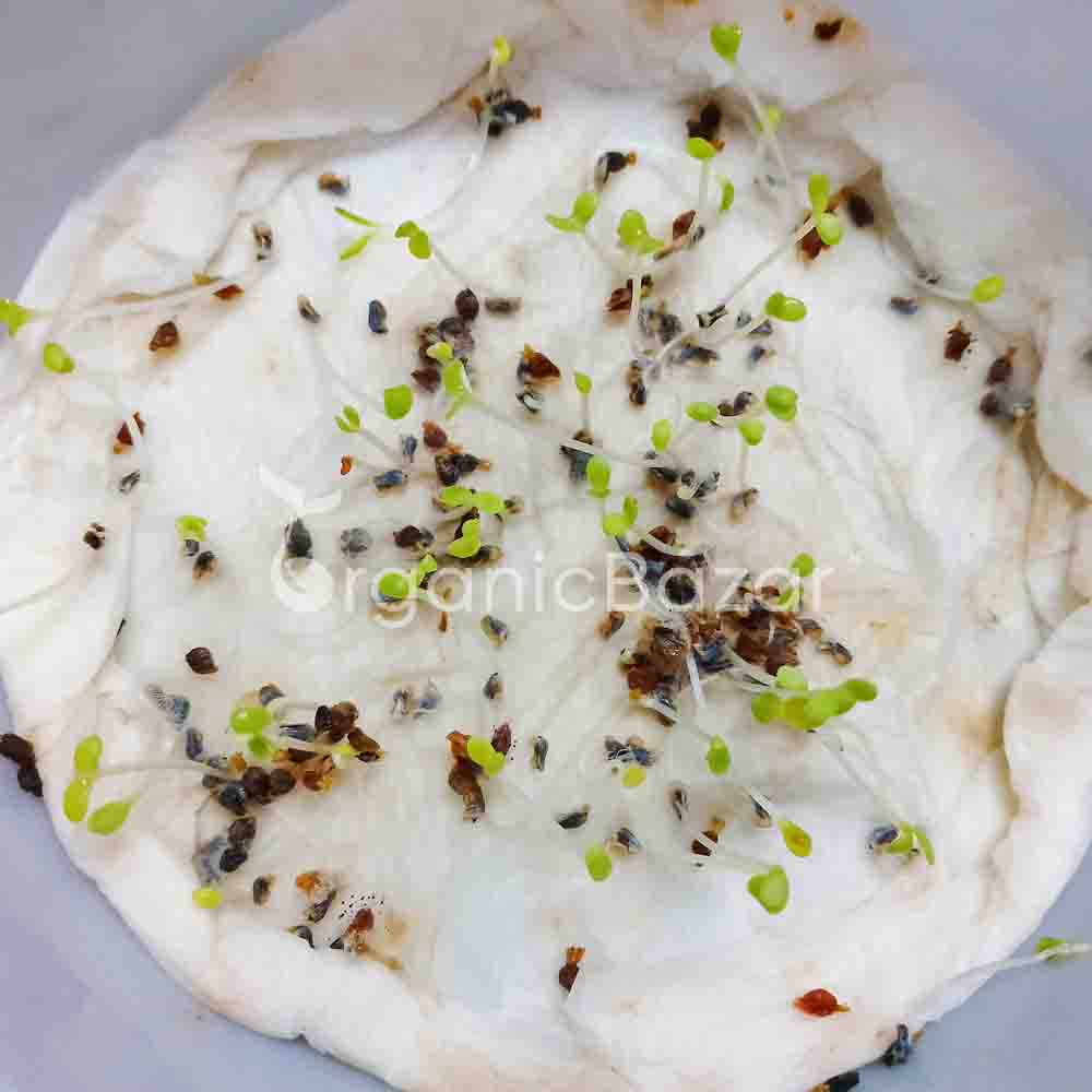 Chrysanthemum Multicaule Yellow Seeds - 200 Seeds (Guldaudi/Chandra Mallika/गुलदाउदी के बीज) - Image 5