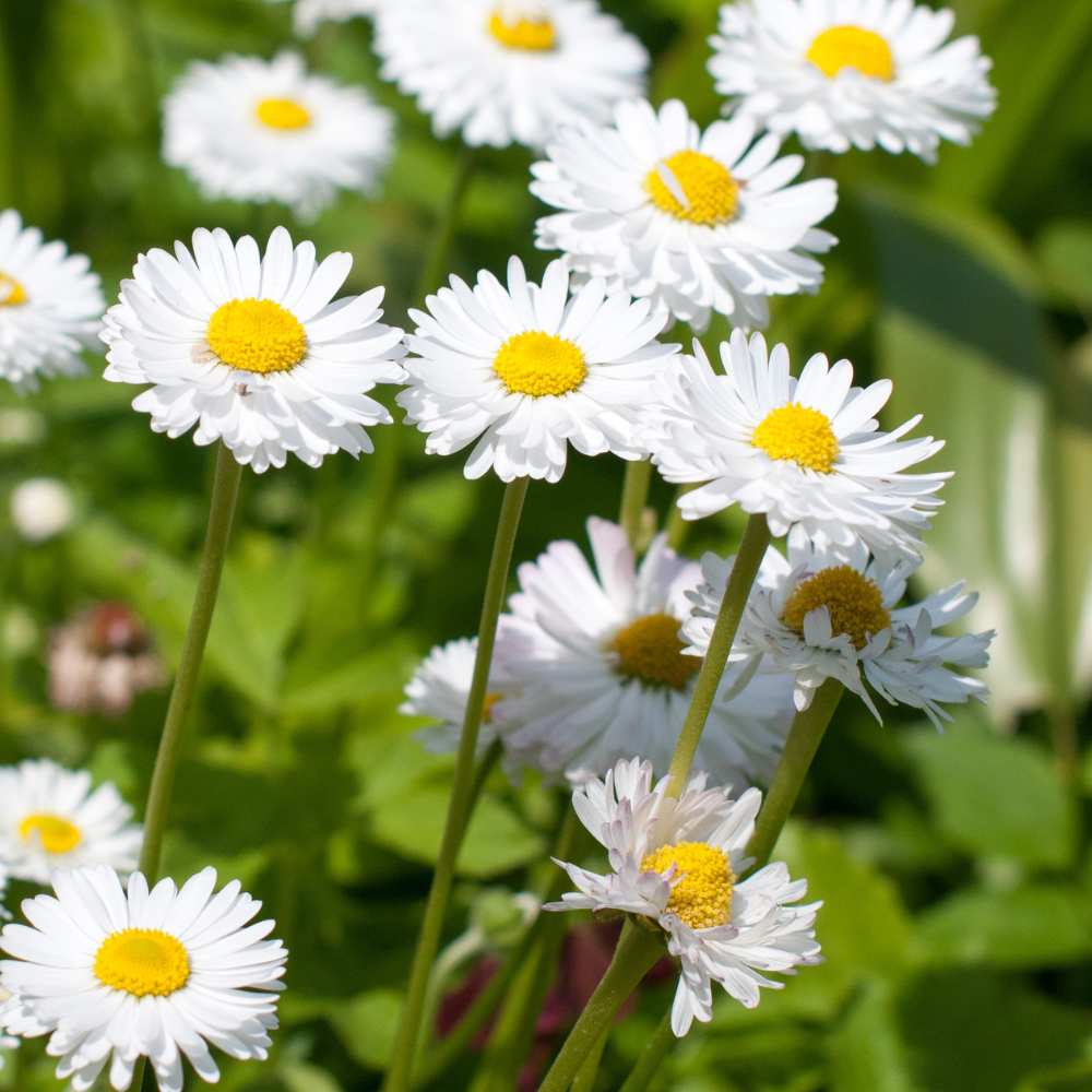 Chrysanthemum Paludosam White Seeds - 300 Seeds (Guldaudi/Chandra Mallika/गुलदाउदी के बीज) High Germination/ Easy To grow/ Perfect for pots, balconies, or Terrace gardens - Image 3