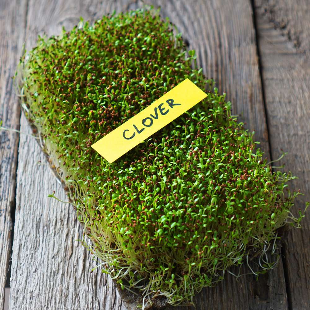Clover Microgreen Seeds (25g)