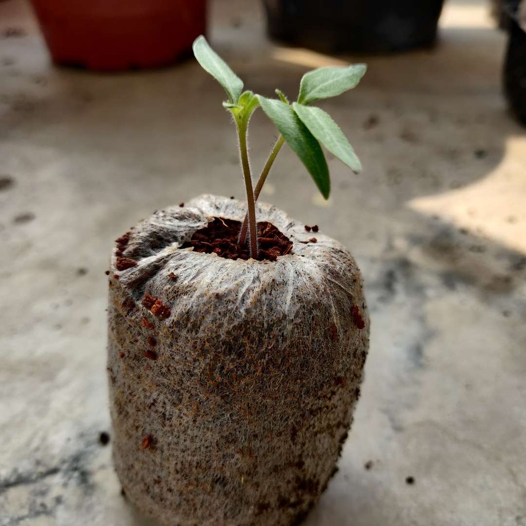 Coco Peat Coins Jiffy Bag for Seed Germination - Image 3