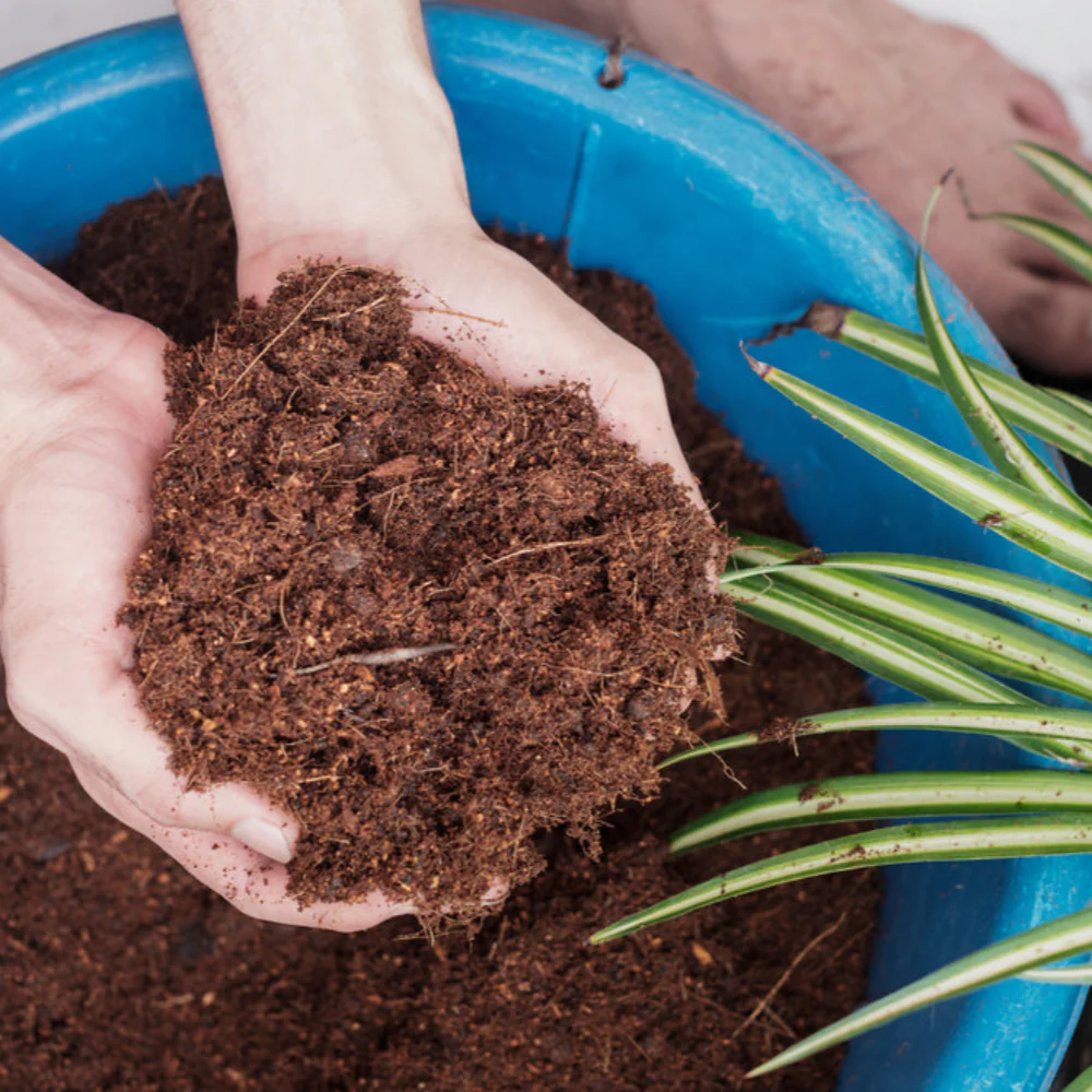 Cocopeat 1 kg Block – Organic Growing Medium for Kitchen Garden & Terrace Gardening - Image 3