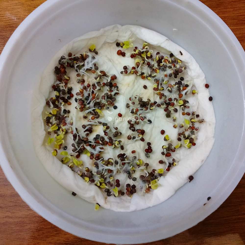 Collard Green Microgreen Seeds (25g) - Image 3