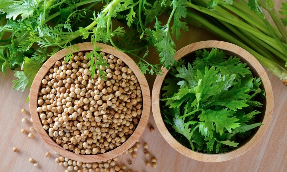 DIY Coriander (Dhaniya) Leafy Greens Growing kit for Beginners (Grow it Yourself) for Home Garden - Image 2