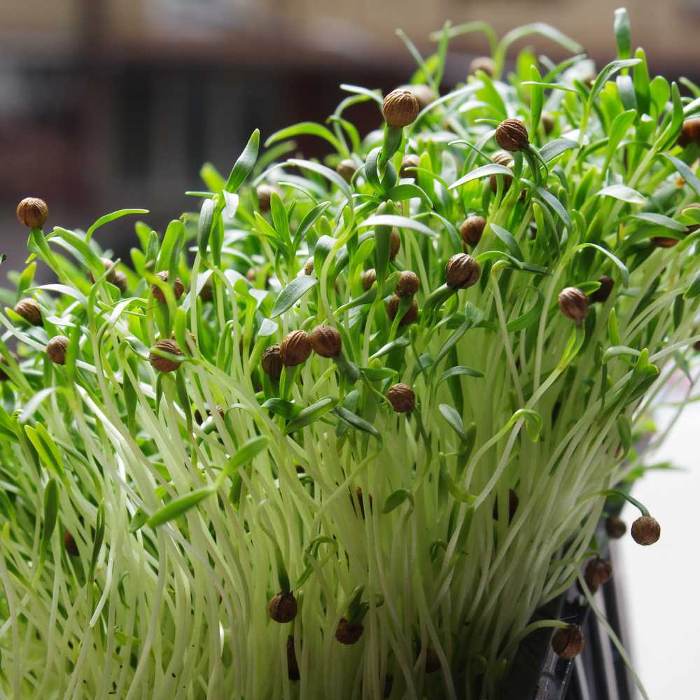 Coriander Microgreen Seeds (25g) - Image 2