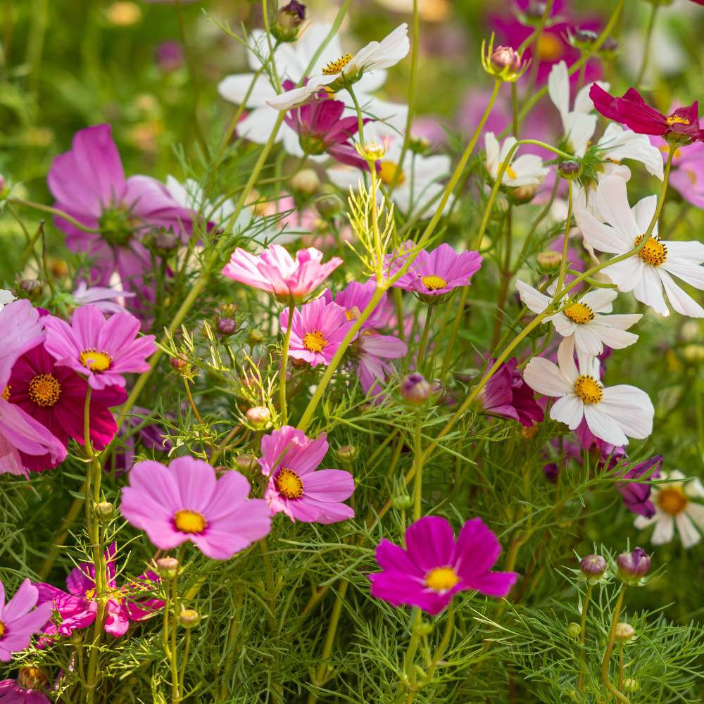 Cosmos Sensation Mixed Seeds (100 Seeds) Easy To Grow, High Germination,Perfect for pots, balconies, or Terrace gardens - Image 4