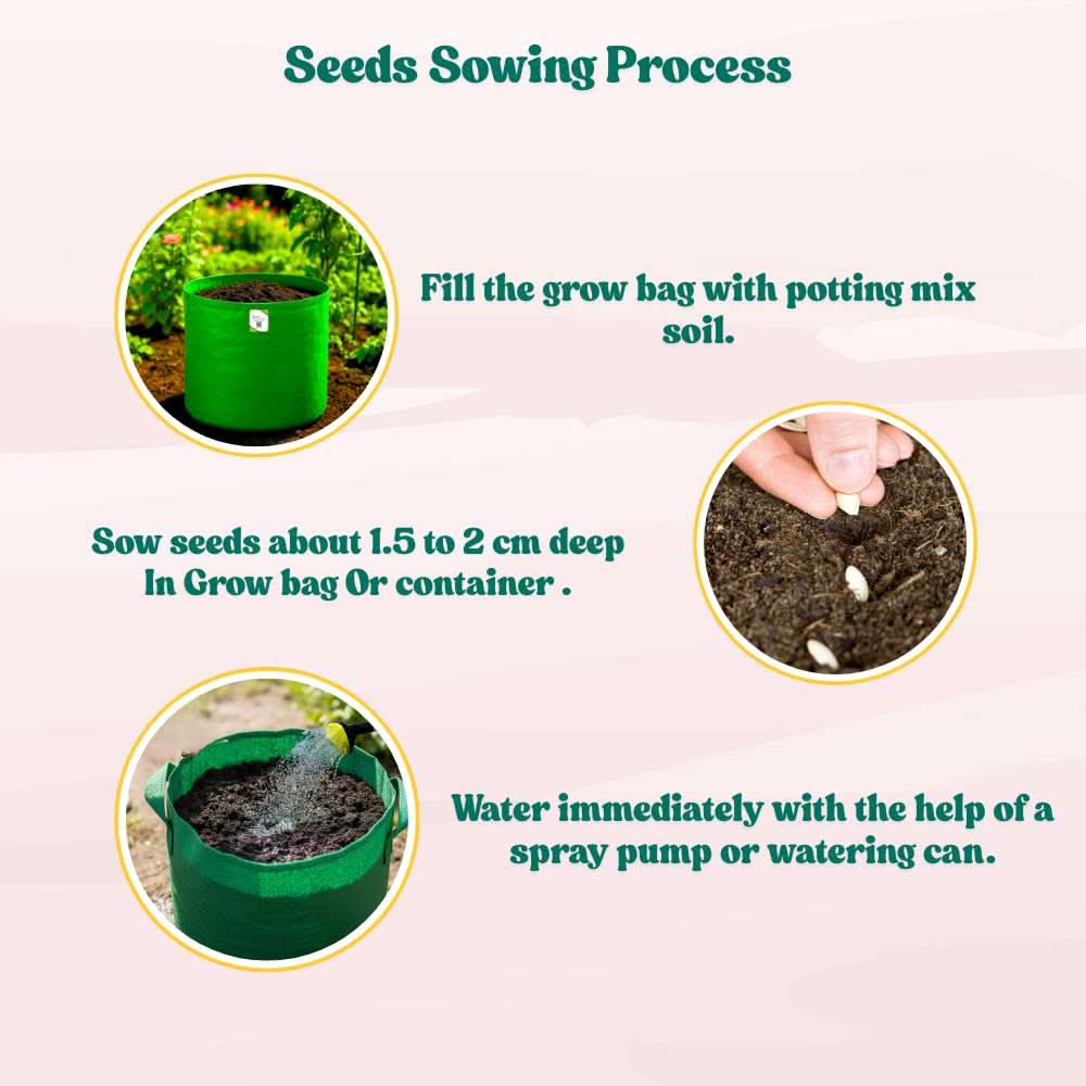 Cowpea (Lobia Beans) Seeds - 50 Seeds  (Barbati/ लोबिया/बरबटी के बीज) High Germination, Easy to Grow, High Yield Seeds For Terrace Gardening - Image 5