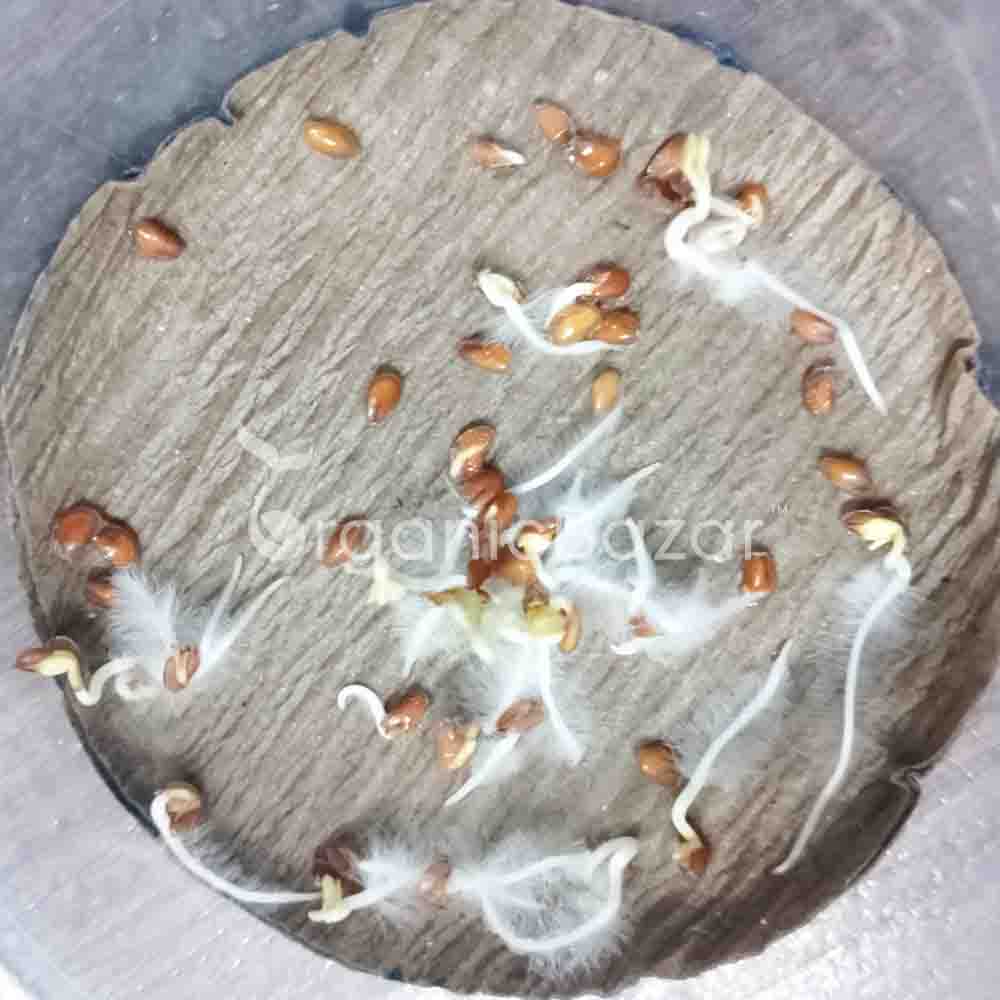 Cress Common Seeds (100 Seeds) - Image 3