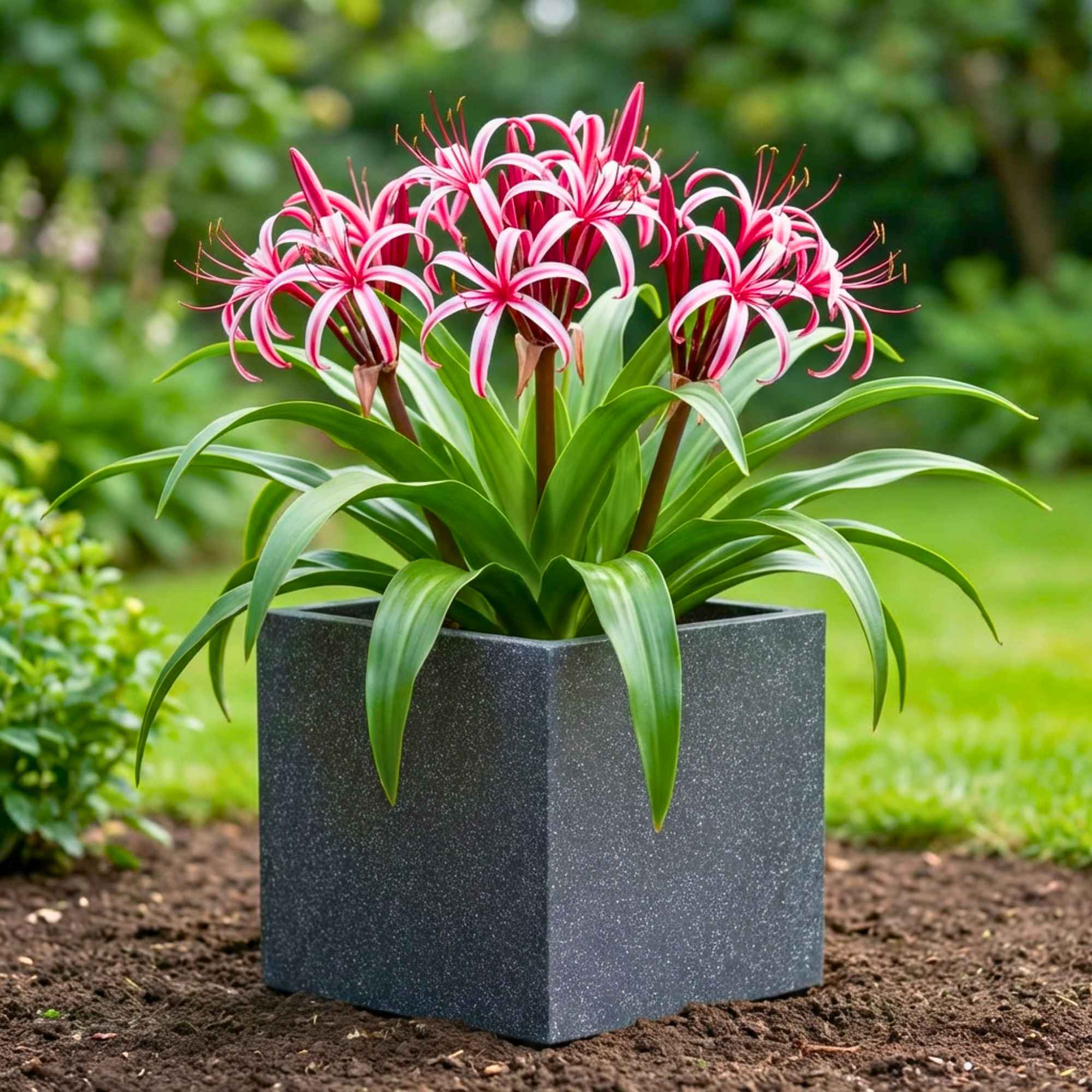Crinum Red Flower Bulbs (05N) Beautiful Long-Lasting Blooms For Home Gardening 🌿✨ - Image 2