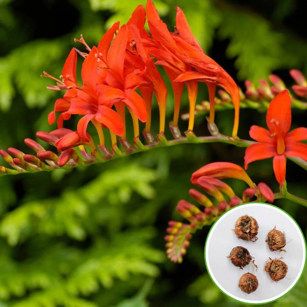 Crocosmia Montbretia Flower Bulbs - Image 2