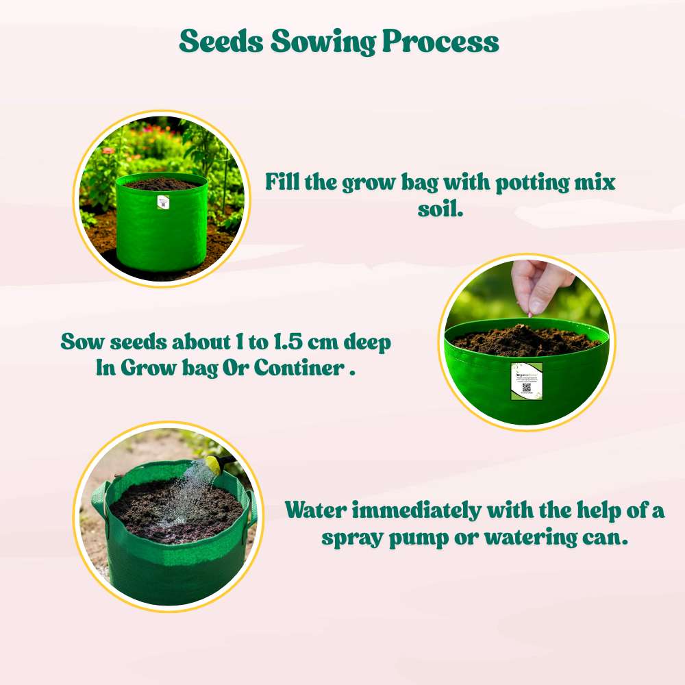 Cucumber American Black Seeds - 20 Seeds (Kakdi/ककड़ी/खीरा के बीज) High Germination, Easy to Grow, High Yield Seeds For Terrace Gardening - Image 8