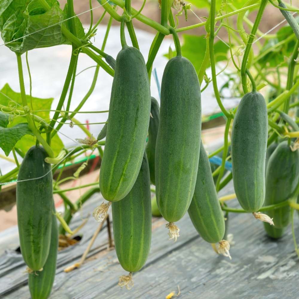 Cucumber (Kheera) Hybrid Seeds - 20 Seeds (Kakdi/ककड़ी/खीरा के बीज) - High Germination, Easy to Grow, High Yield Seeds For Terrace Gardening - Image 4