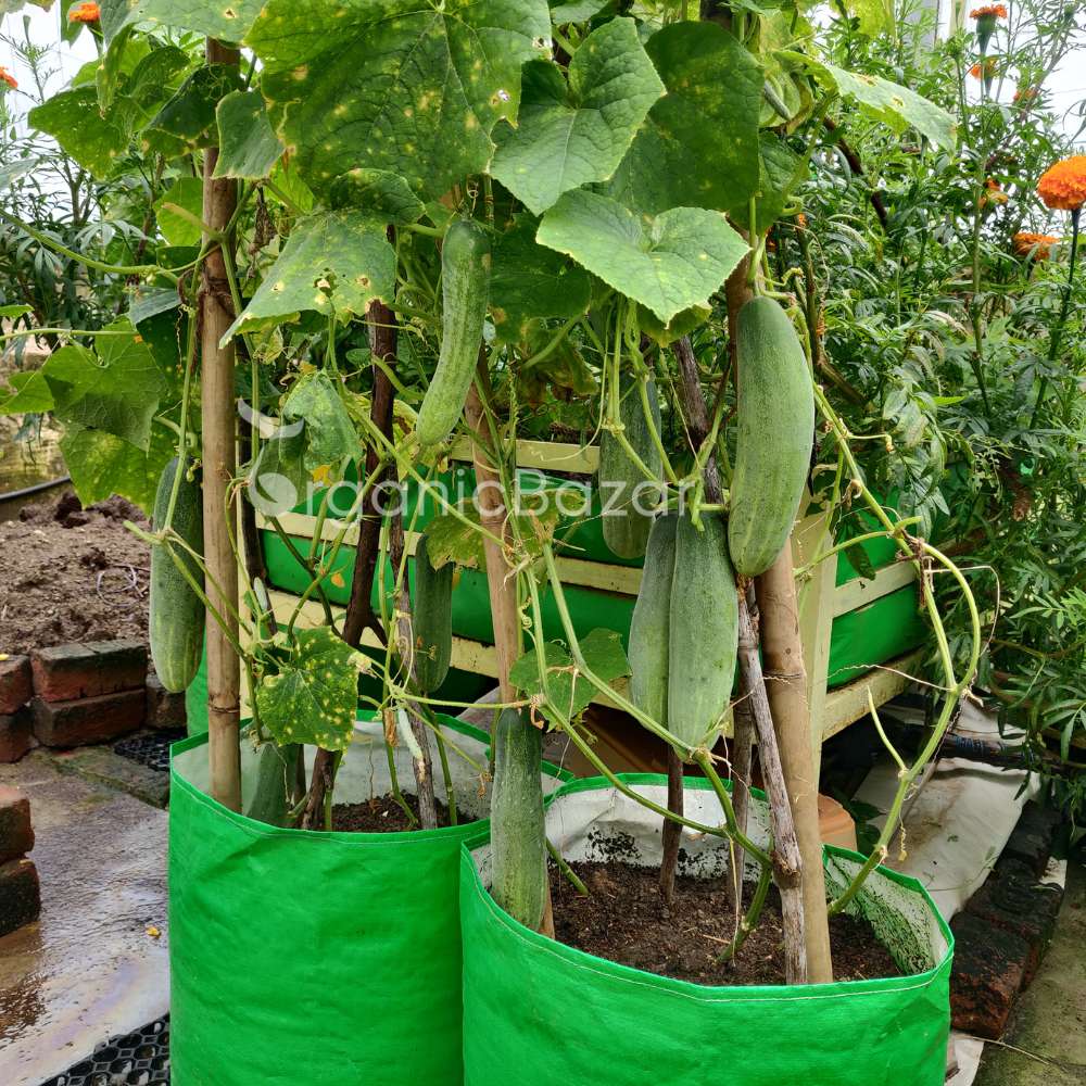 Cucumber (Kheera) Hybrid Seeds - 20 Seeds (Kakdi/ककड़ी/खीरा के बीज) - High Germination, Easy to Grow, High Yield Seeds For Terrace Gardening - Image 5