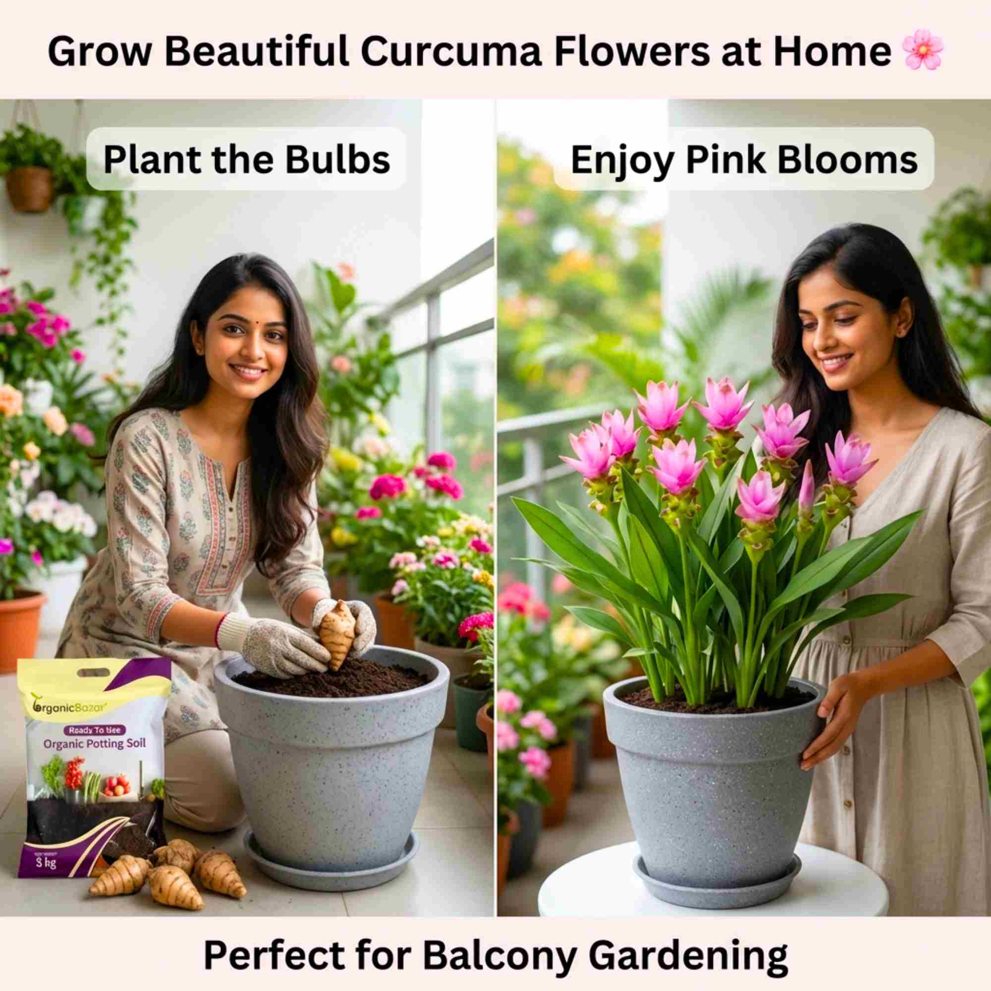 Curcuma Pink Flower Bulb (5N) Siam Tulip / Summer Tulip Flower Bulbs For Home Gardening - Image 3