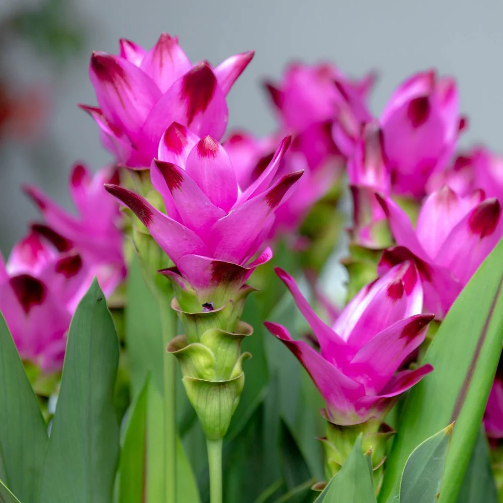 Curcuma Pink Flower Bulb (5N) Siam Tulip / Summer Tulip Flower Bulbs For Home Gardening - Image 4