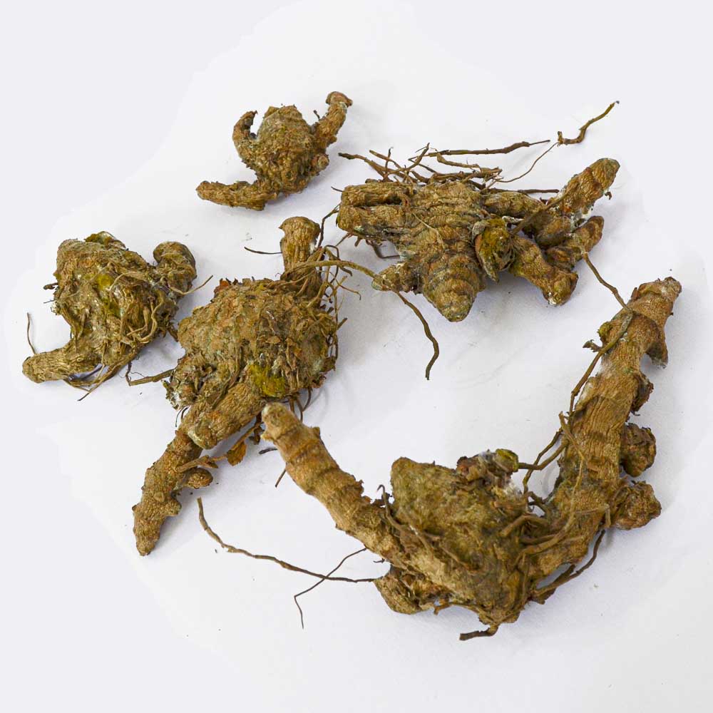 Curcuma White Flower Bulb (5N) - Image 3