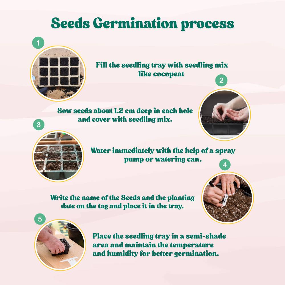 Dahlia Unwins Mix Seeds (50 Seeds) Easy To Grow, High Germination, Perfect for pots, balconies, or Terrace gardens - Image 5