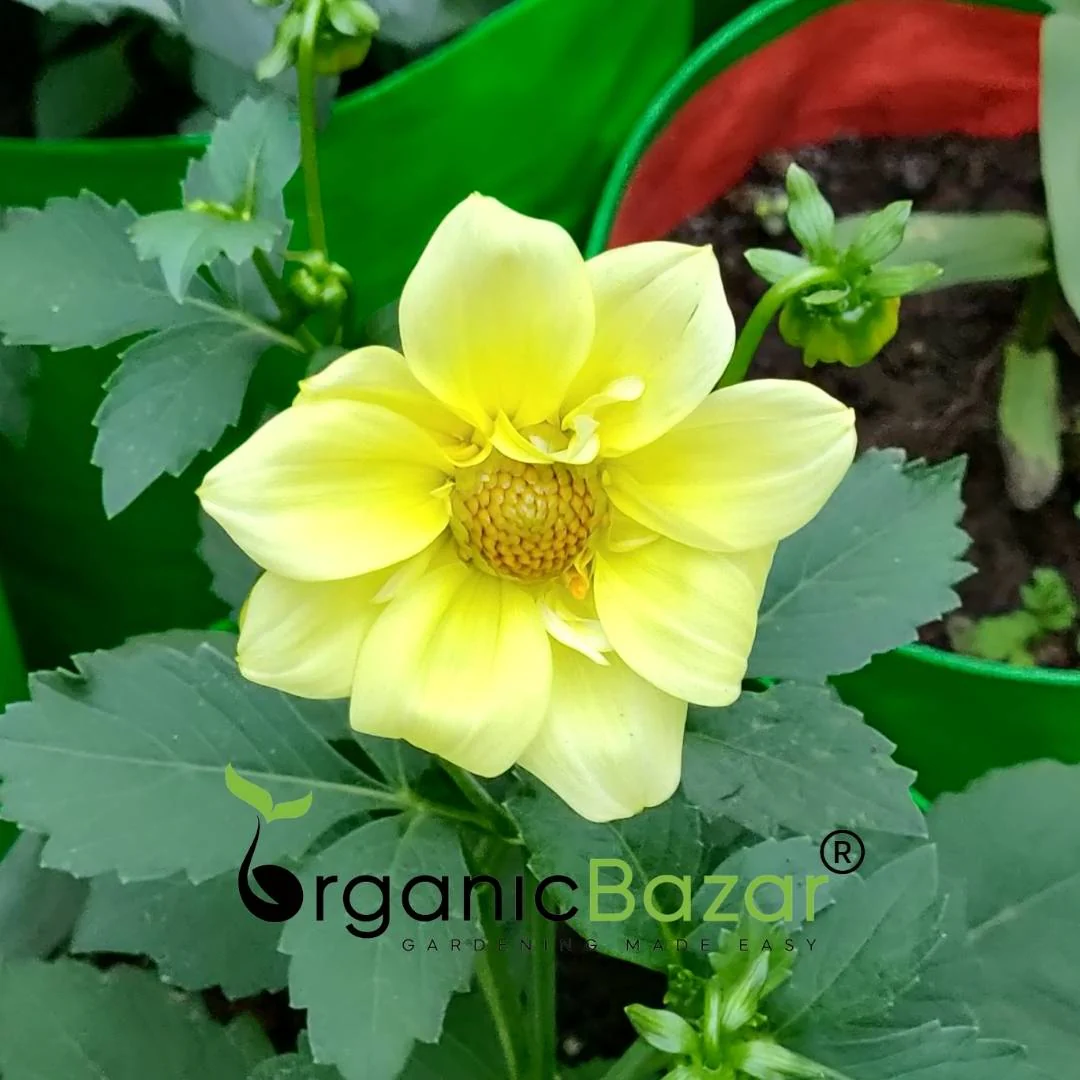 Dahlia Figaro Mixed Color Flower Seeds (30 Seeds) Easy To Grow, High Germination, Perfect for pots, balconies, or Terrace gardens - Image 2