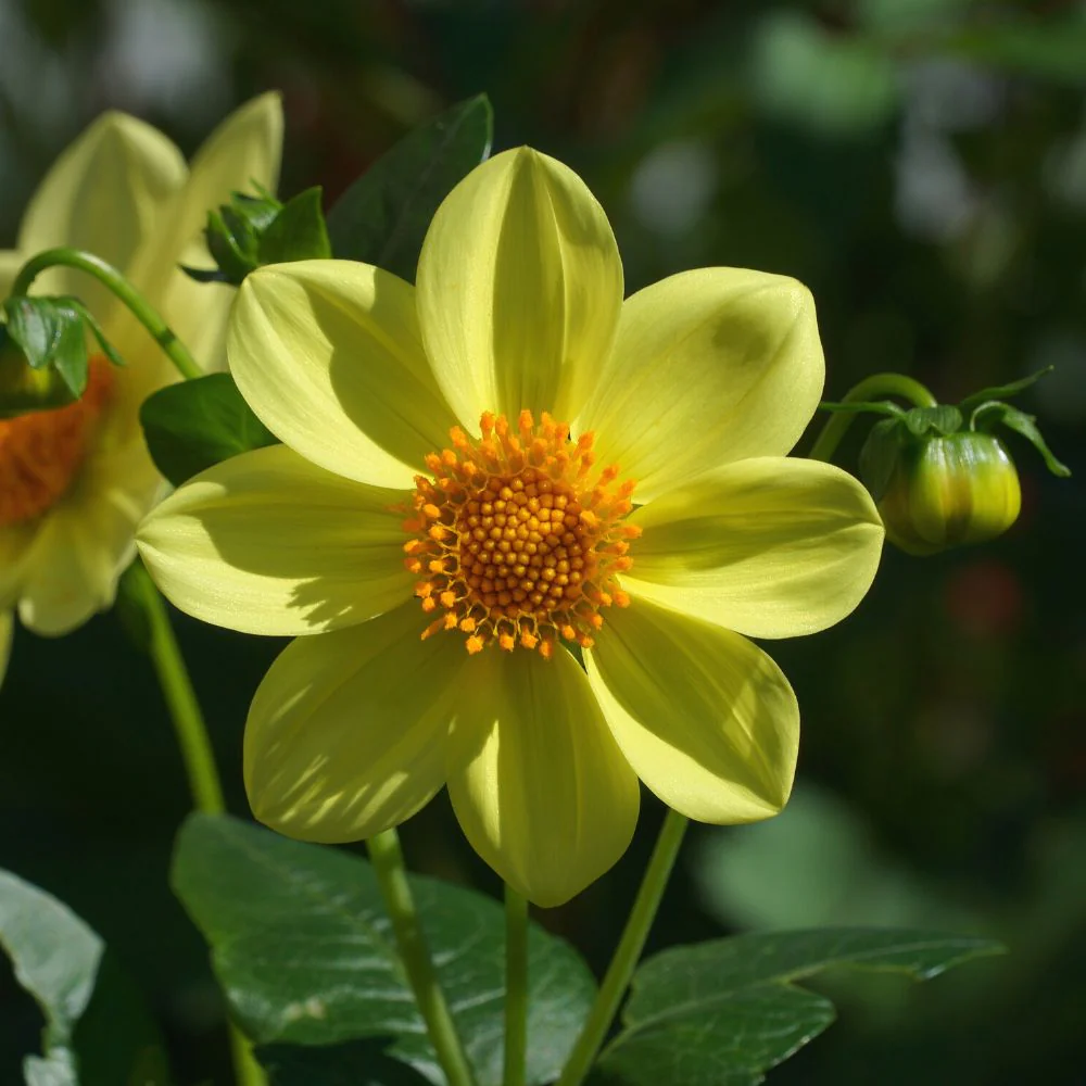 Dahlia Figaro Mixed Color Flower Seeds (30 Seeds) Easy To Grow, High Germination, Perfect for pots, balconies, or Terrace gardens - Image 3