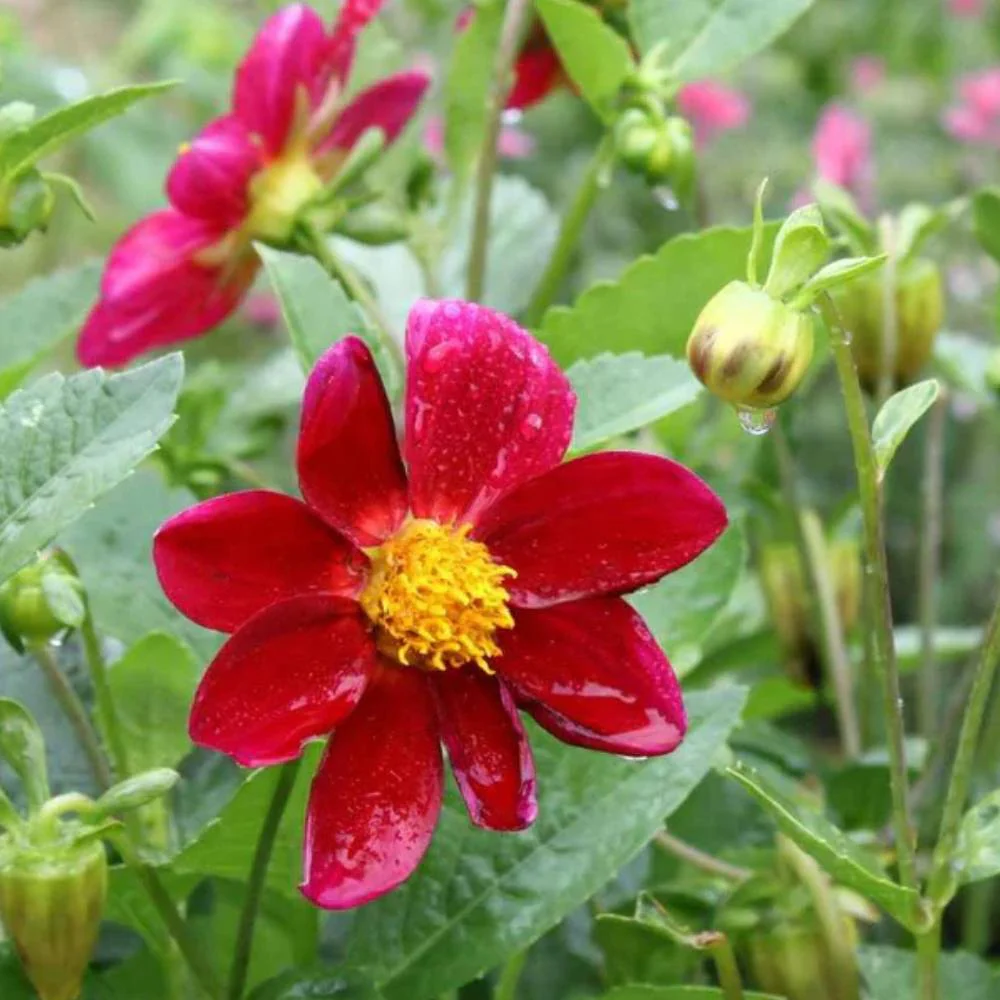Dahlia Variabillis Top Star Beauty Mix Seeds (50 Seeds) Easy To Grow, High Germination, Perfect for pots, balconies, or Terrace gardens - Image 2