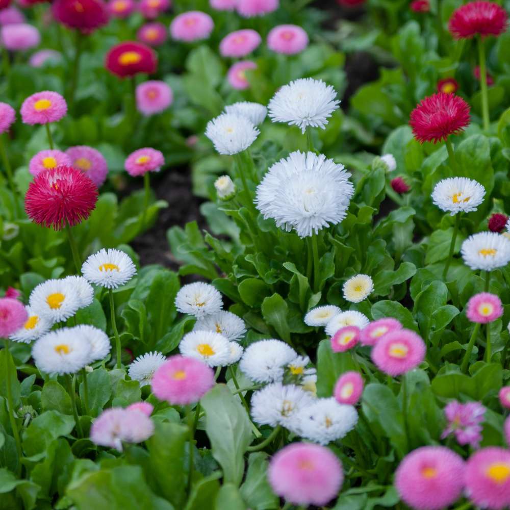 Daisy Double Mix Seeds - 300 Seeds (Gulbahar/गुलबहार का बीज) Easy To Grow, High Germination, Perfect for pots, balconies, or Terrace gardens - Image 2