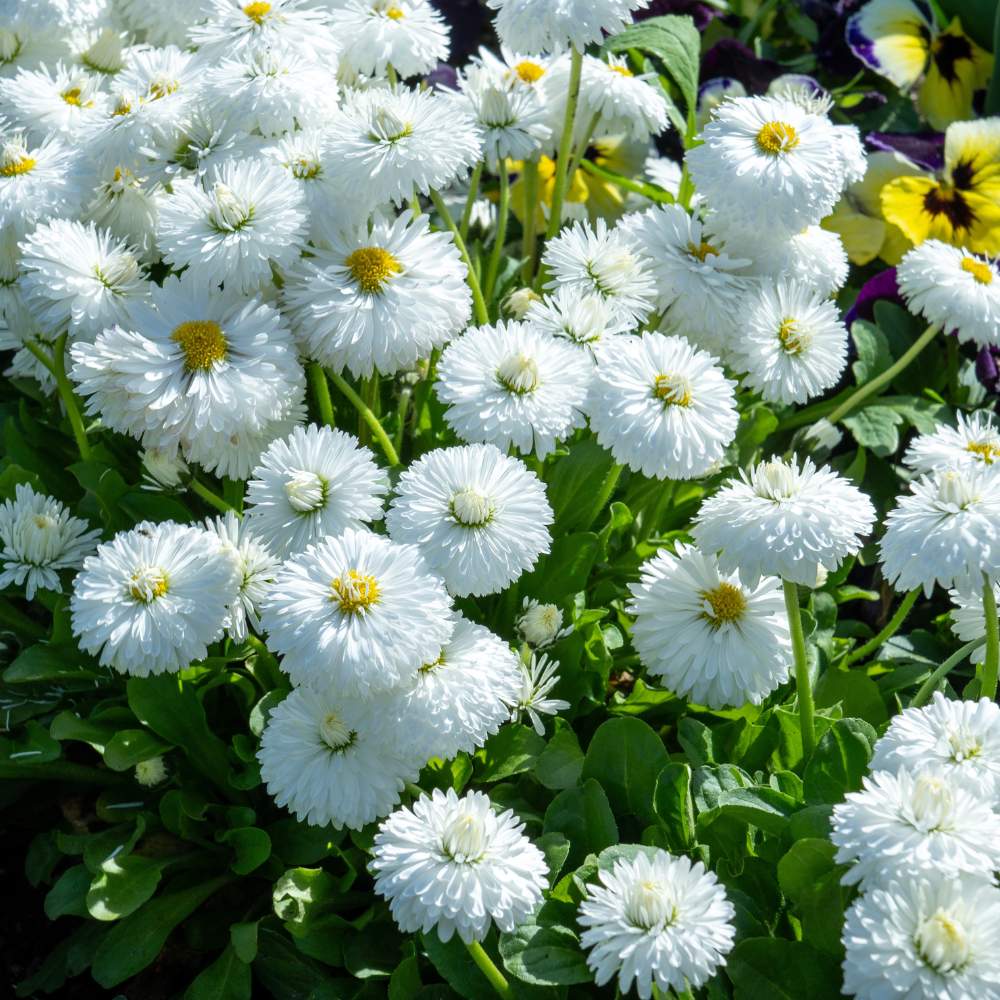 Daisy Double White Seeds - 300 Seeds (Gulbahar/गुलबहार का बीज) Easy To Grow, High Germination, Perfect for pots, balconies, or Terrace gardens - Image 2