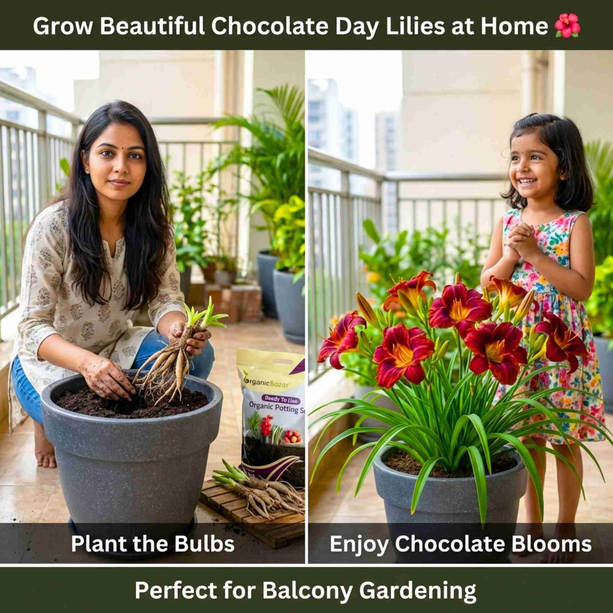 Day lily Chocolate (Dark Brown) Flower Bulbs (05 Bulbs) Bright & Long-Lasting Garden Blooms - Image 2