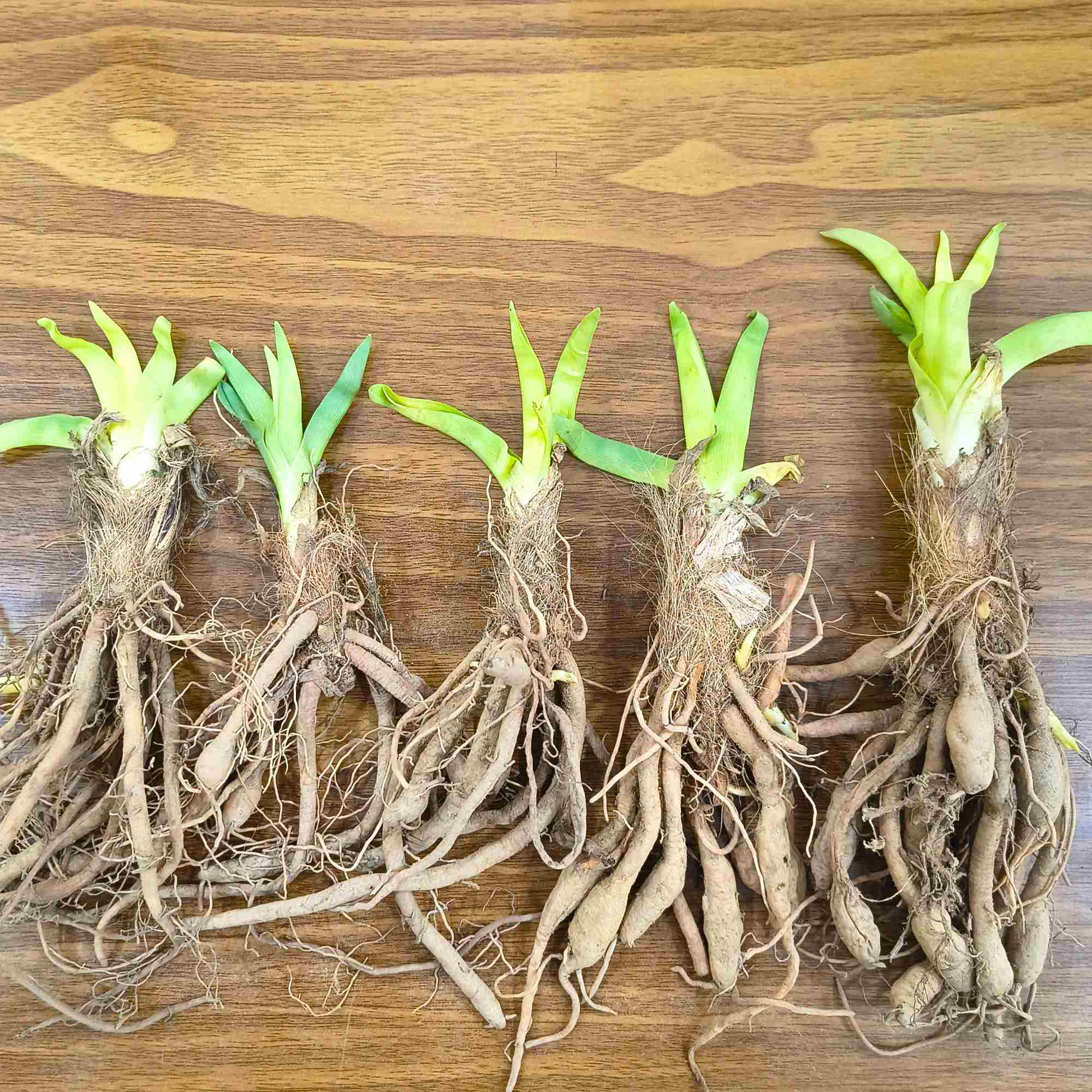 Day Lily Orange Flower Bulbs (05 Bulbs) Bright & Long-Lasting Garden Blooms - Image 3
