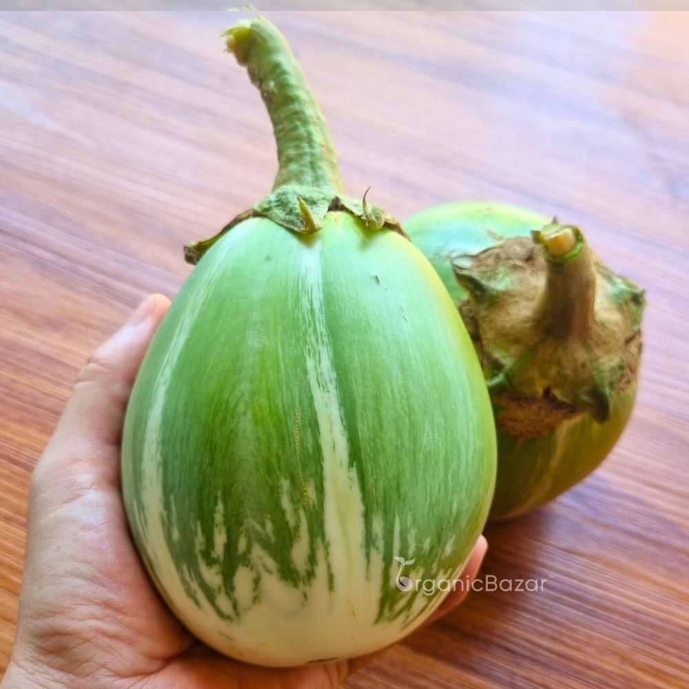 Desi Green Bharta Baingan (Op) Seeds - (20 Seeds) High Germination/ High Yield / Ideal for Terrace/Kitchen Gardening (Brinjal/Eggplant/बैंगन के बीज) - Image 3