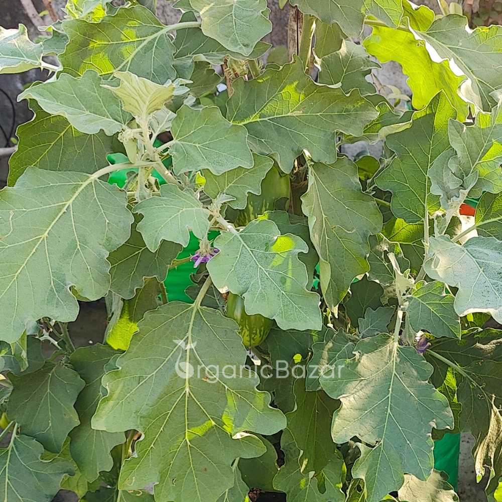 Desi Green Bharta Baingan (Op) Seeds - (20 Seeds) High Germination/ High Yield / Ideal for Terrace/Kitchen Gardening (Brinjal/Eggplant/बैंगन के बीज) - Image 4
