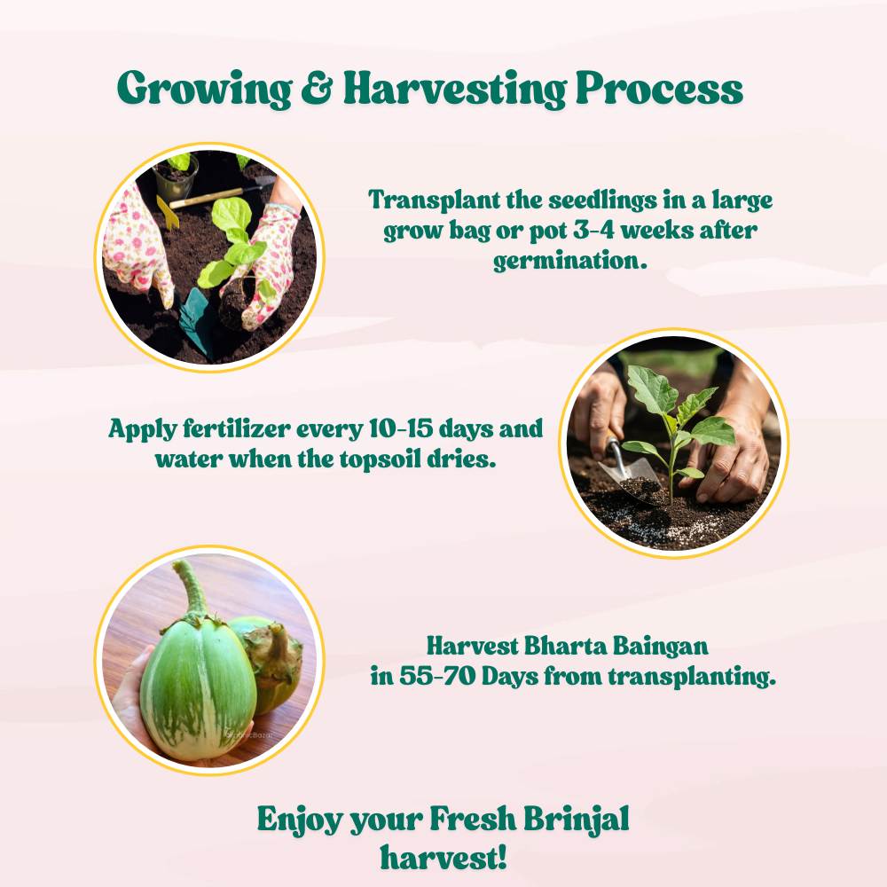 Desi Green Bharta Baingan (Op) Seeds - (20 Seeds) High Germination/ High Yield / Ideal for Terrace/Kitchen Gardening (Brinjal/Eggplant/बैंगन के बीज) - Image 8