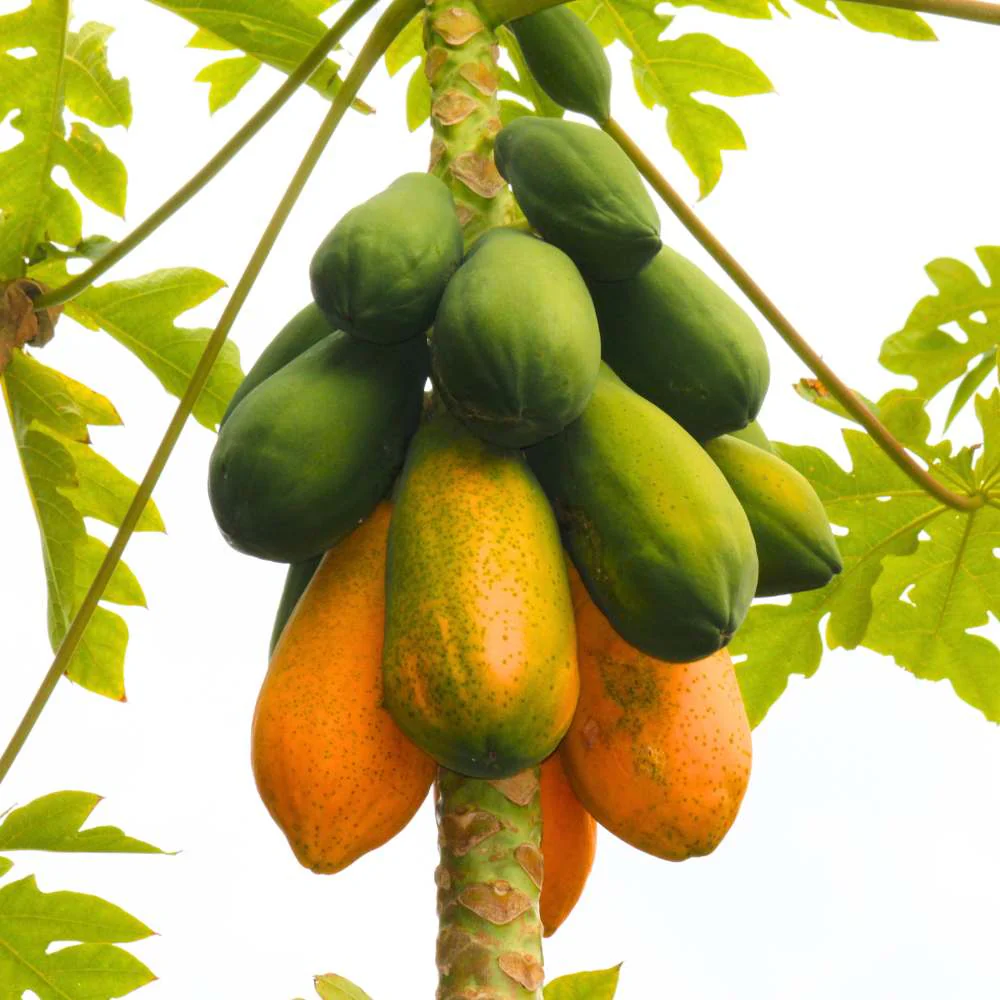 Desi Papaya (Op) Seeds (20 Seeds) High Germination, High-yielding and fast-growing - Image 2