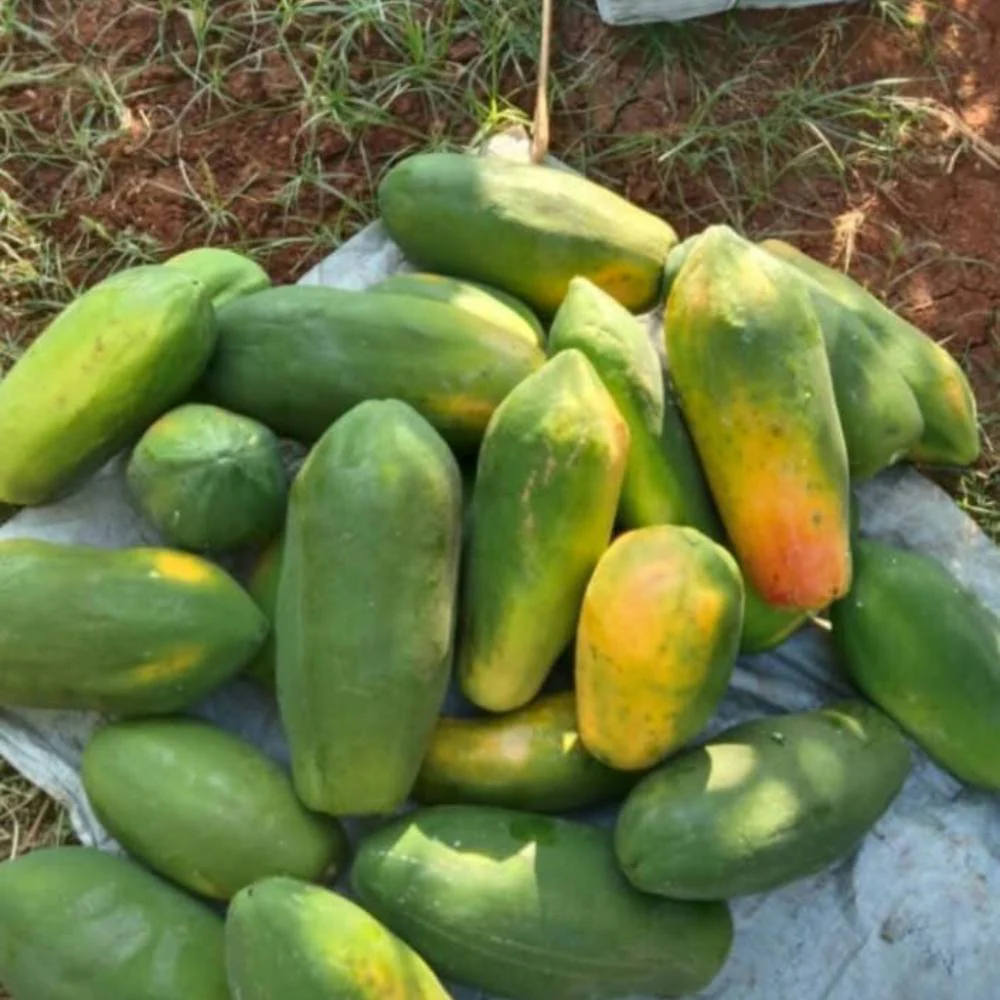 Desi Papaya (Op) Seeds (20 Seeds) High Germination, High-yielding and fast-growing - Image 3