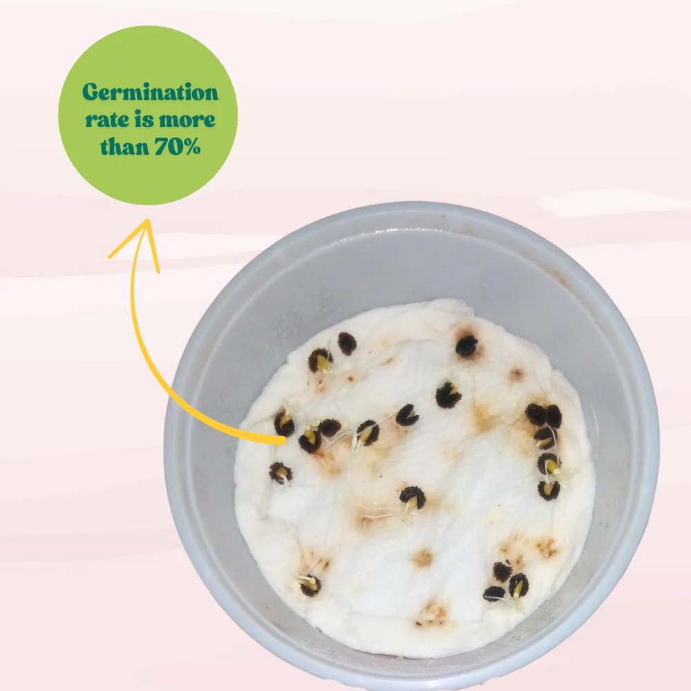 Desi Papaya (Op) Seeds (20 Seeds) High Germination, High-yielding and fast-growing - Image 5