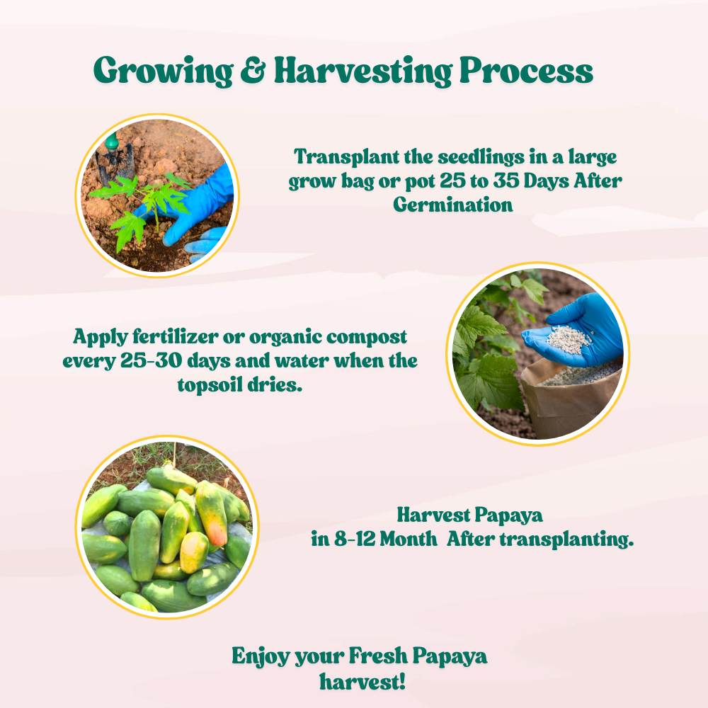 Desi Papaya (Op) Seeds (20 Seeds) High Germination, High-yielding and fast-growing - Image 7