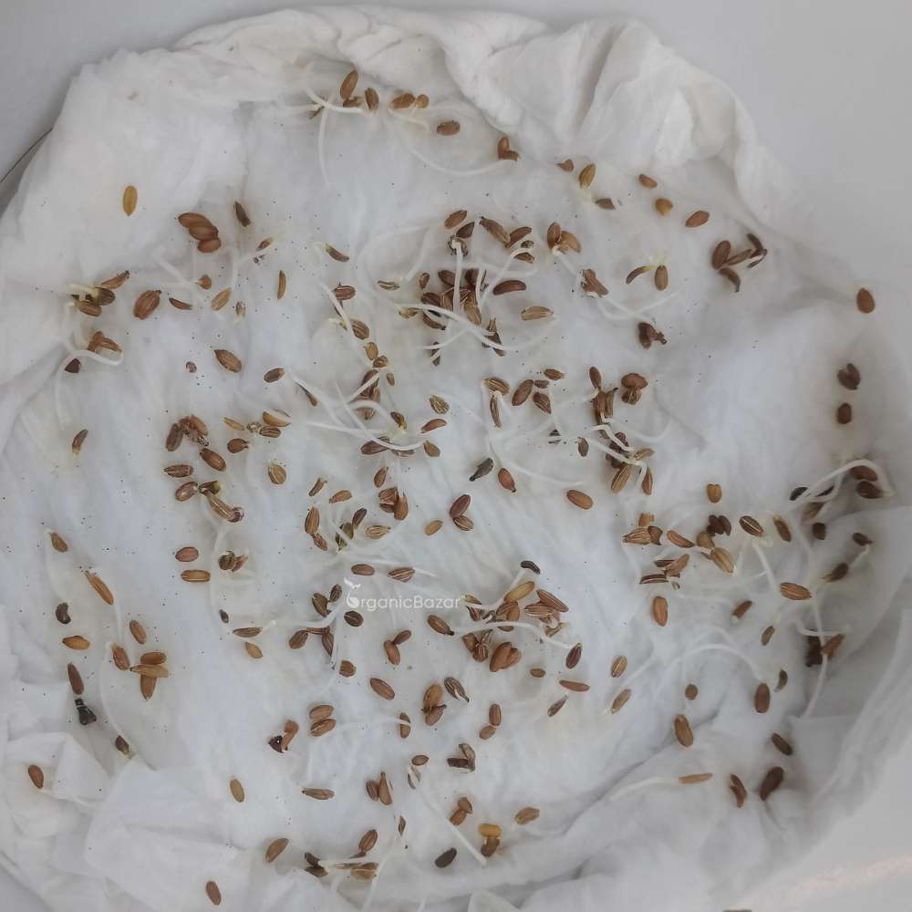 Desi Red Carrot Seeds - 1000 Seeds (Desi Laal Gajar/ देशी लाल गाजर के बीज) - Image 3