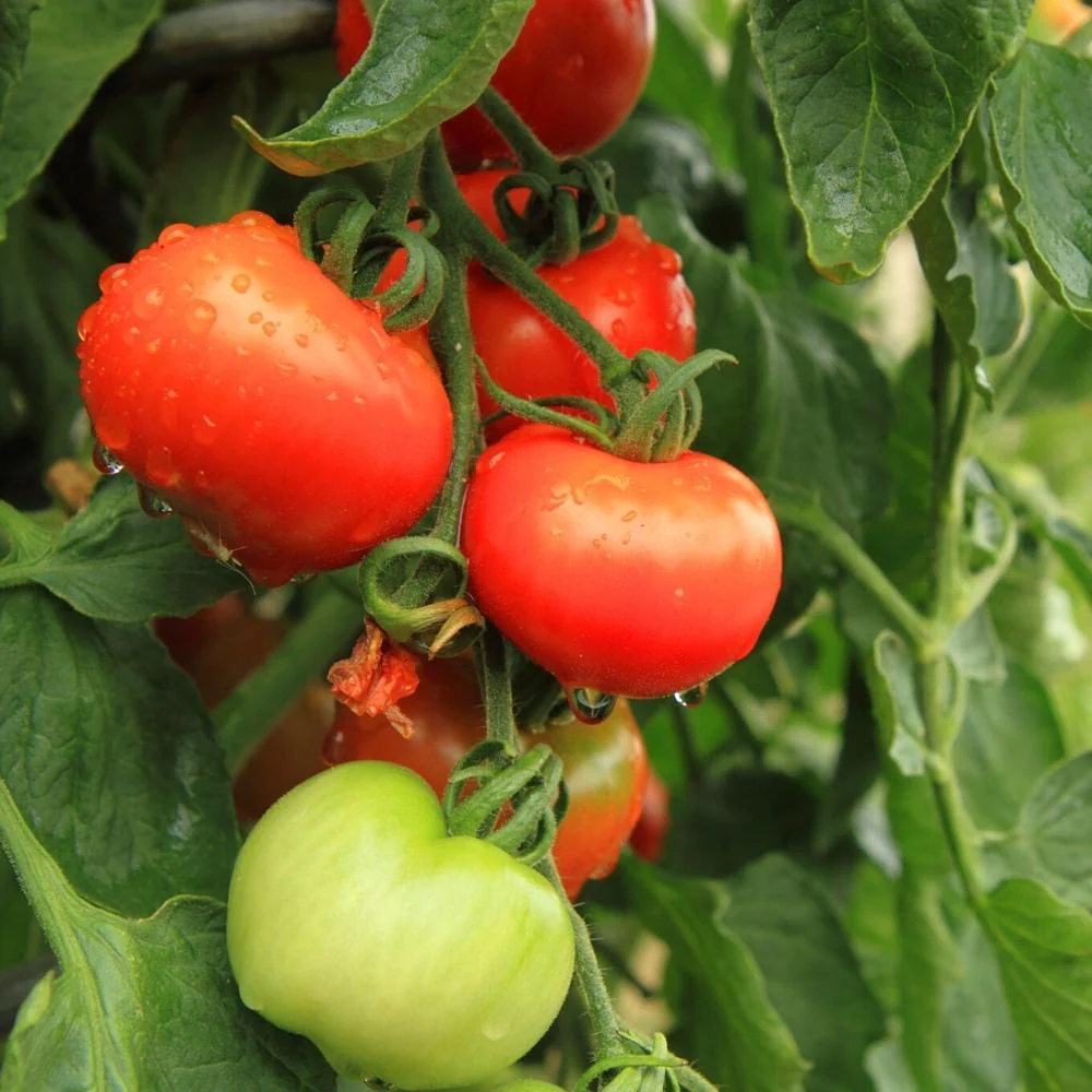 Desi Tomato (Tamatar) Seeds - 50 Seeds (देशी टमाटर के बीज) High Germination/ Easy to Grow/ Ideal for Terrace/Kitchen Gardening - Image 4