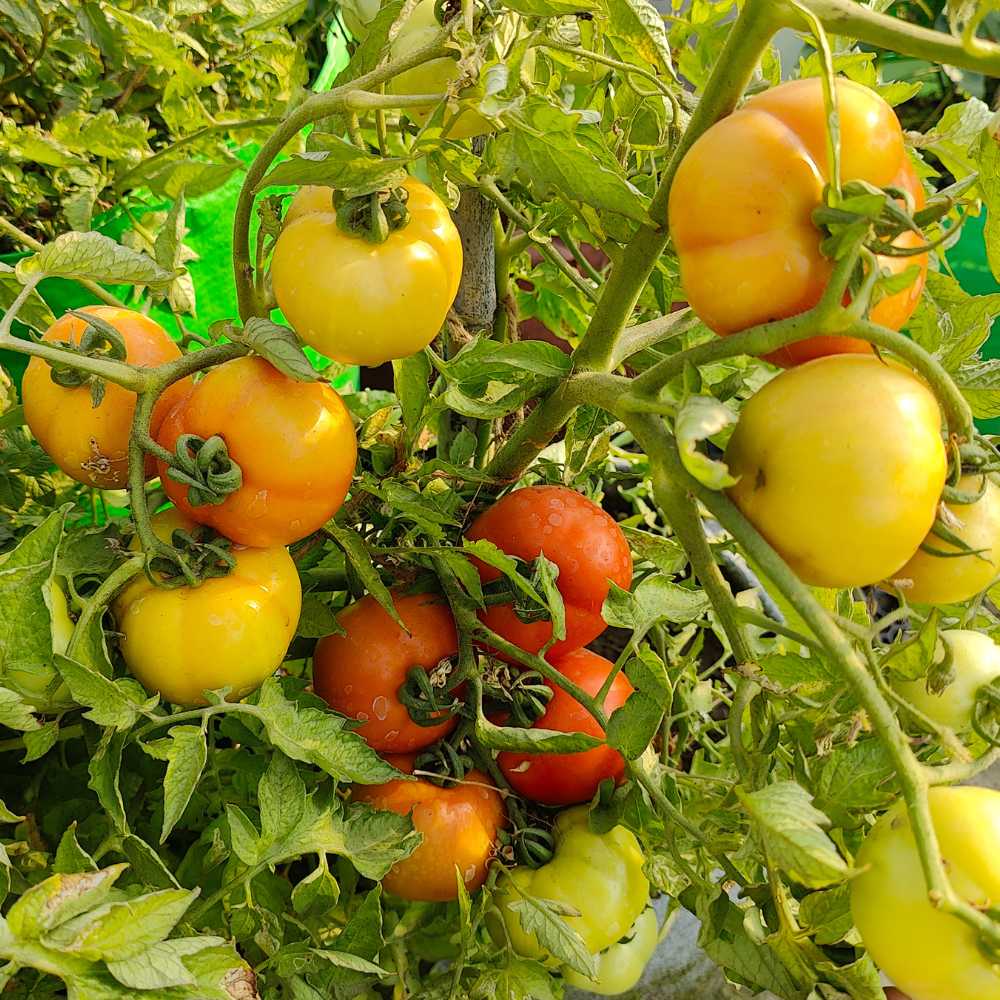 Desi Tomato (Tamatar) Seeds - 50 Seeds (देशी टमाटर के बीज) High Germination/ Easy to Grow/ Ideal for Terrace/Kitchen Gardening - Image 5