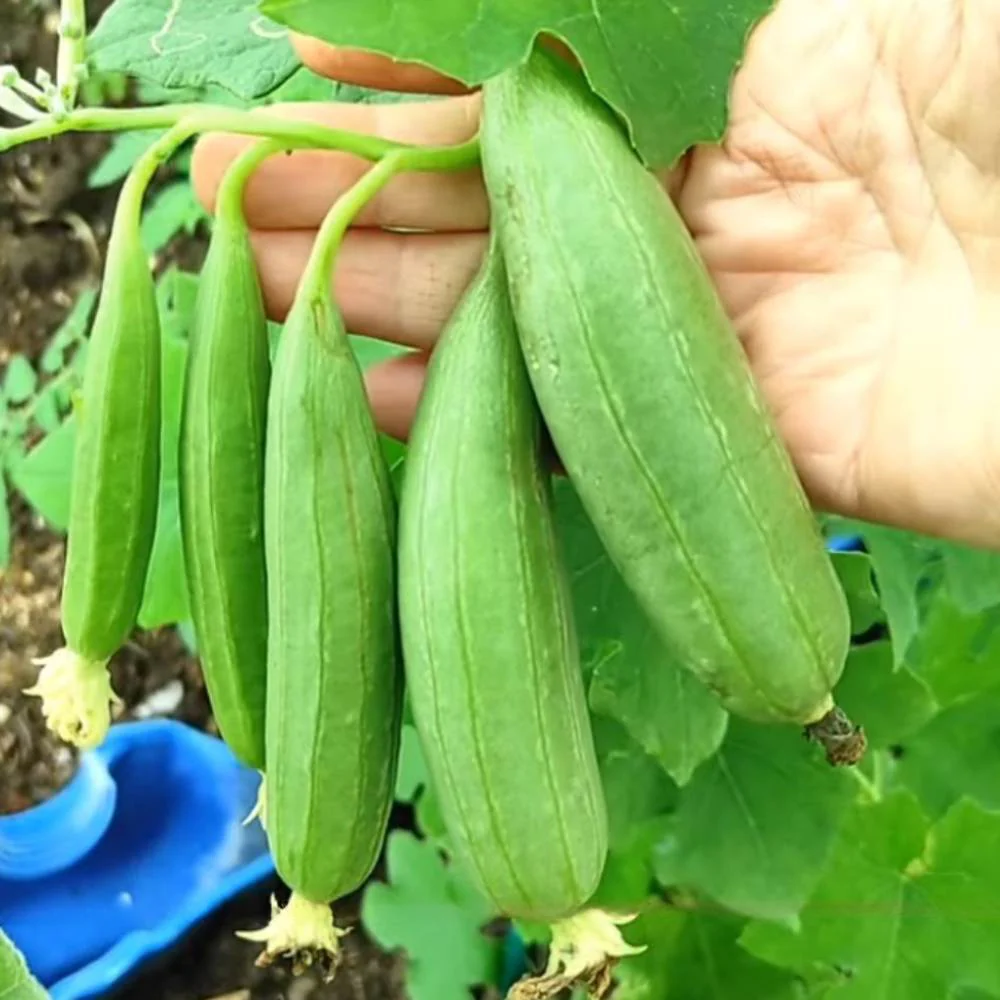 Desi Turai/Ridge Gourd Seeds – Gucche Wali Torai - (20 Seeds (Easy To grow, High Germination Desi Variety Seeds For Terrace Gradening) - Image 2