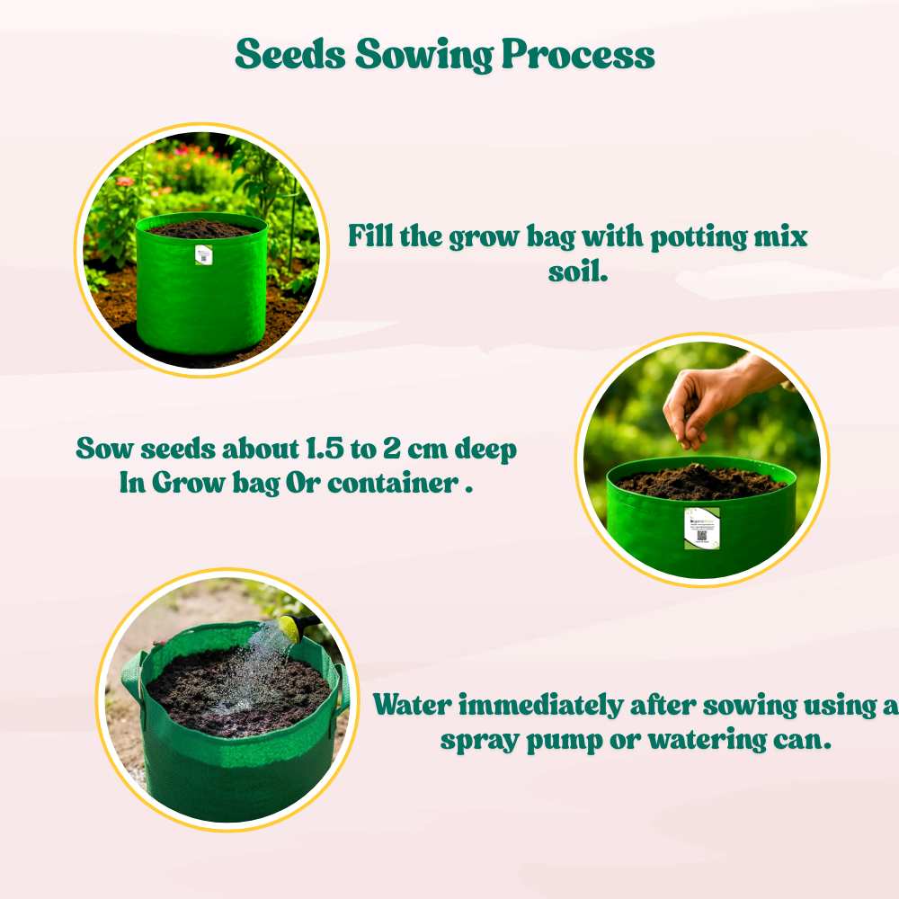 Desi Turai/Ridge Gourd Seeds – Gucche Wali Torai - (20 Seeds (Easy To grow, High Germination Desi Variety Seeds For Terrace Gradening) - Image 4